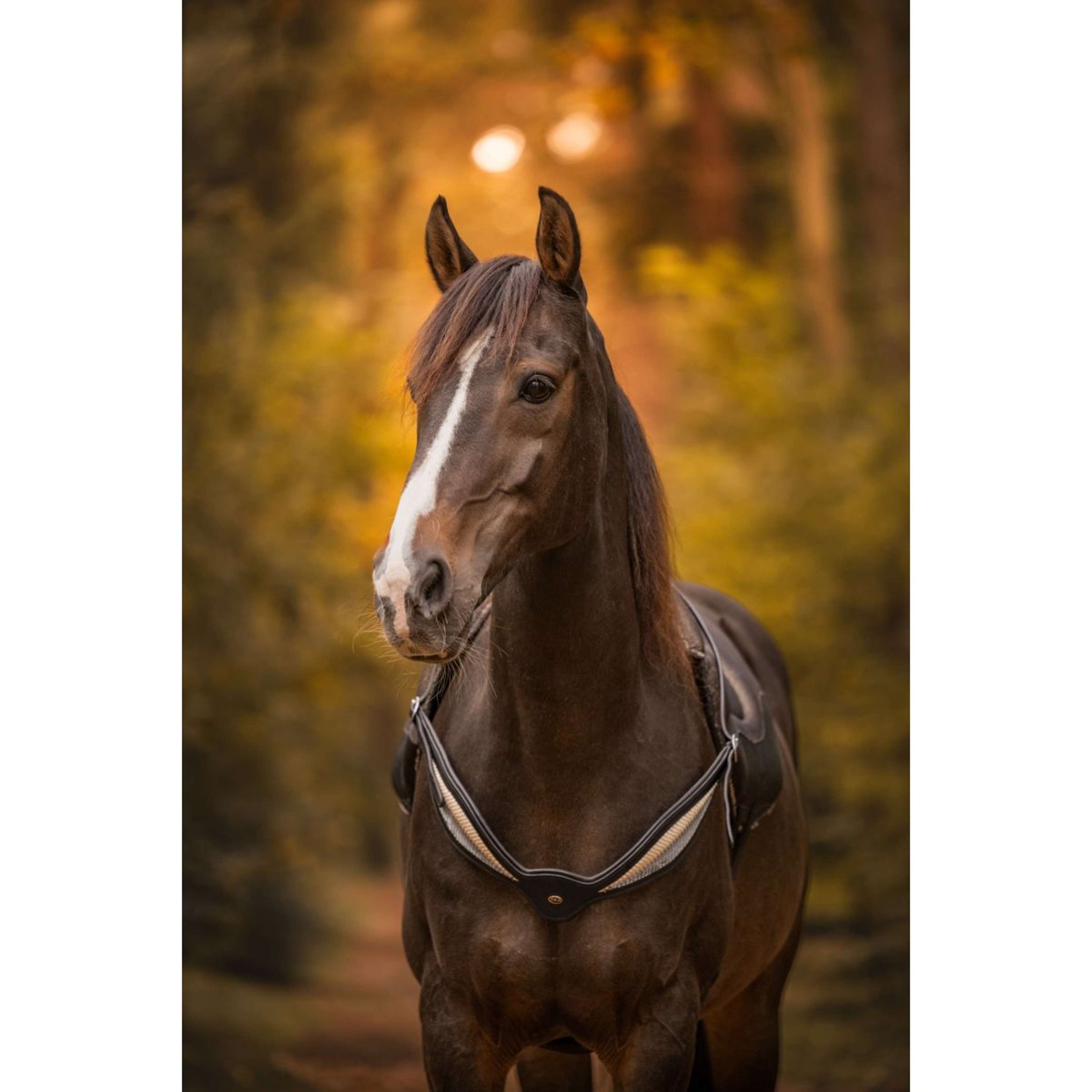 F.R.A. Gleichgewichtszügel Whisper Schwarz