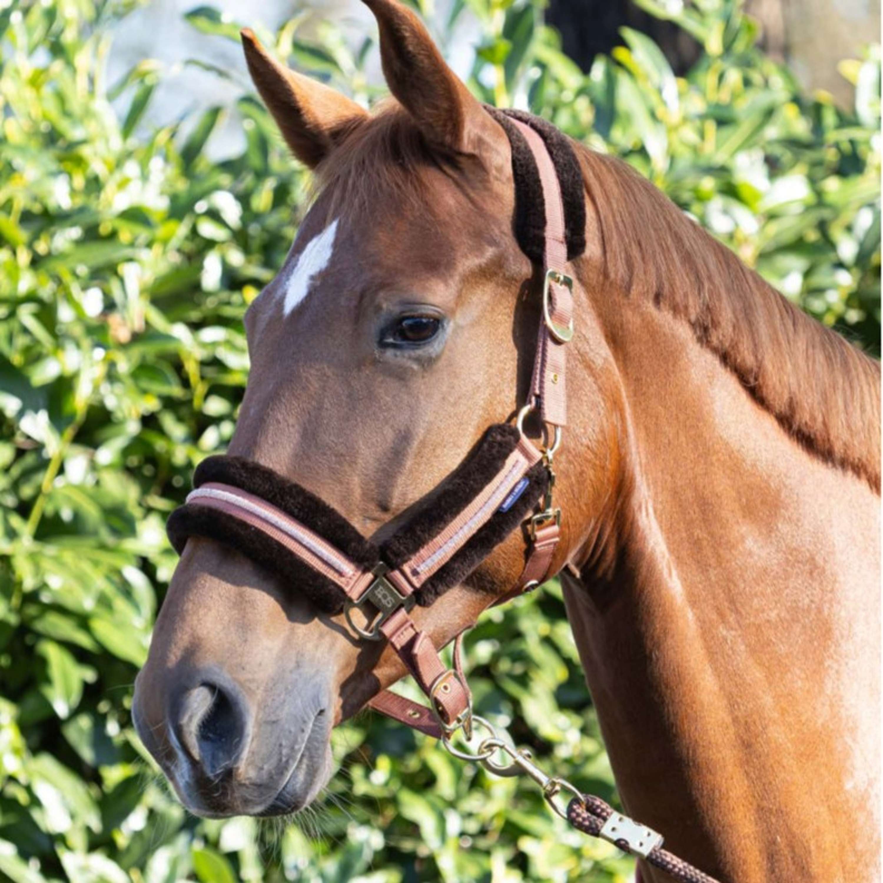 Harry's Horse Halfterset Soft Mocha-Bisque
