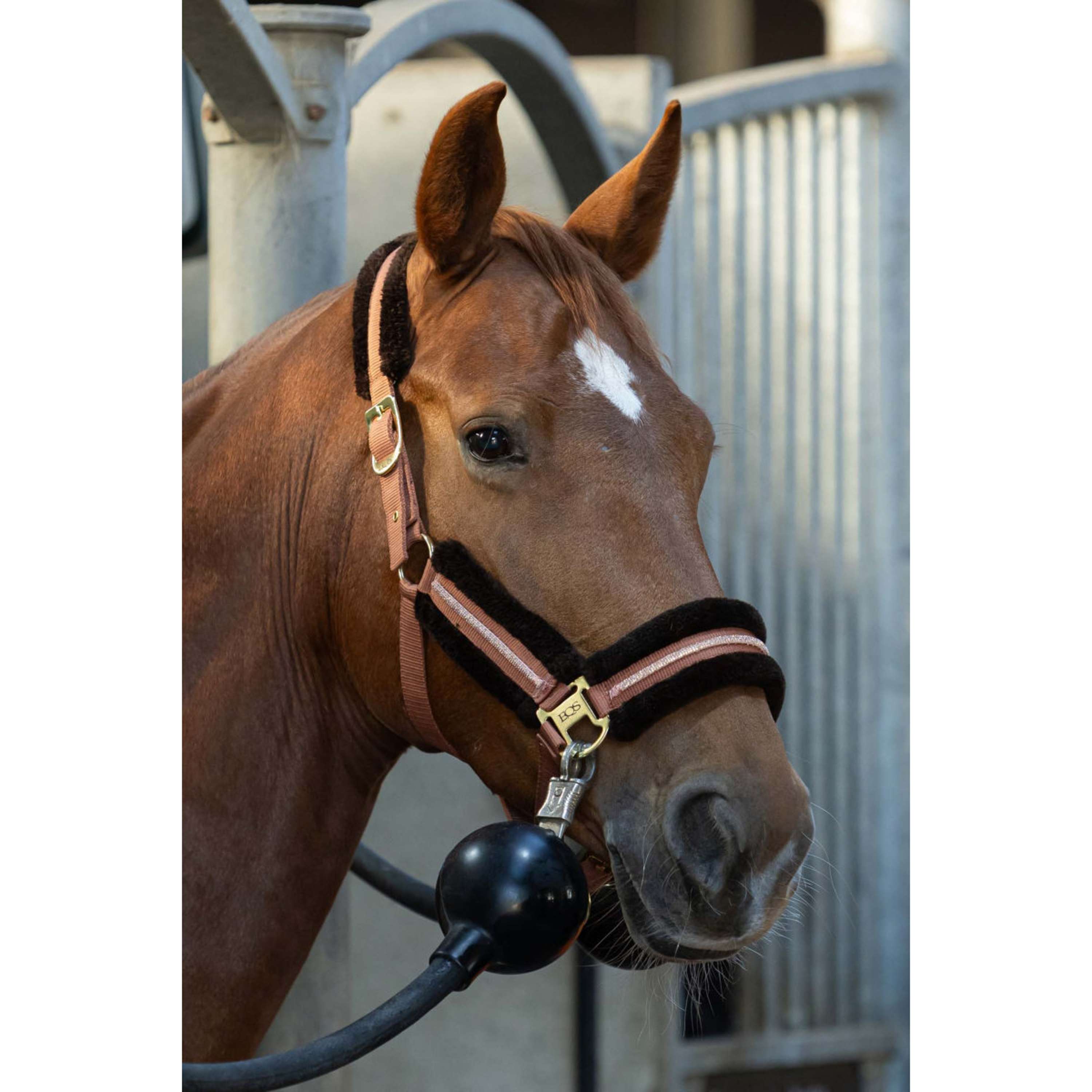 Harry's Horse Halfterset Soft Mocha-Bisque
