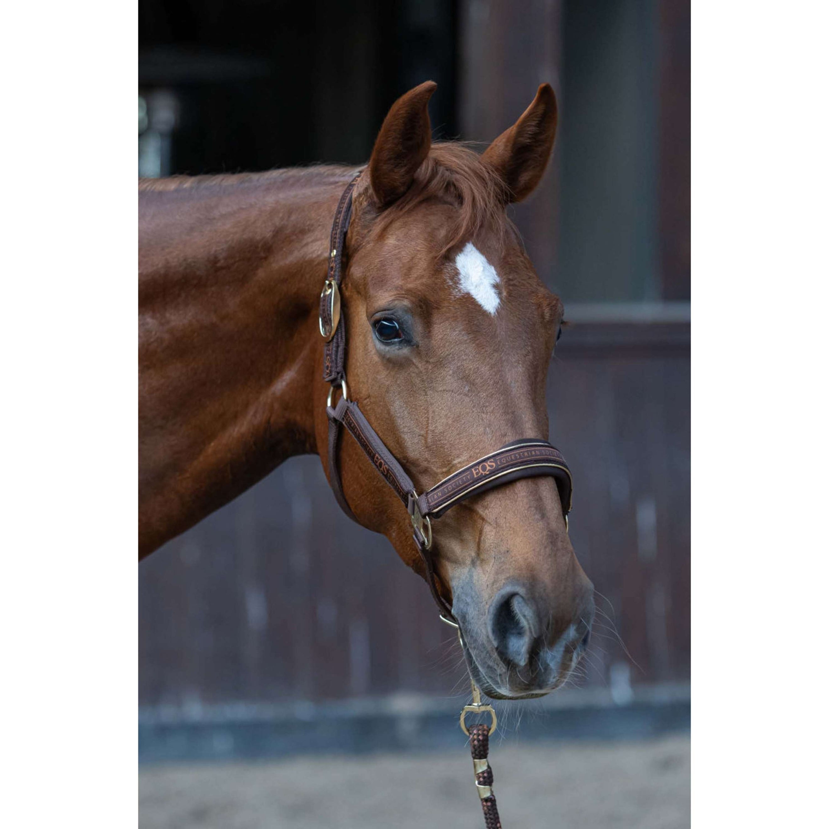 Harry's Horse Halfterset EQS Bracken Harry's Horse Halfterset EQS Bracken