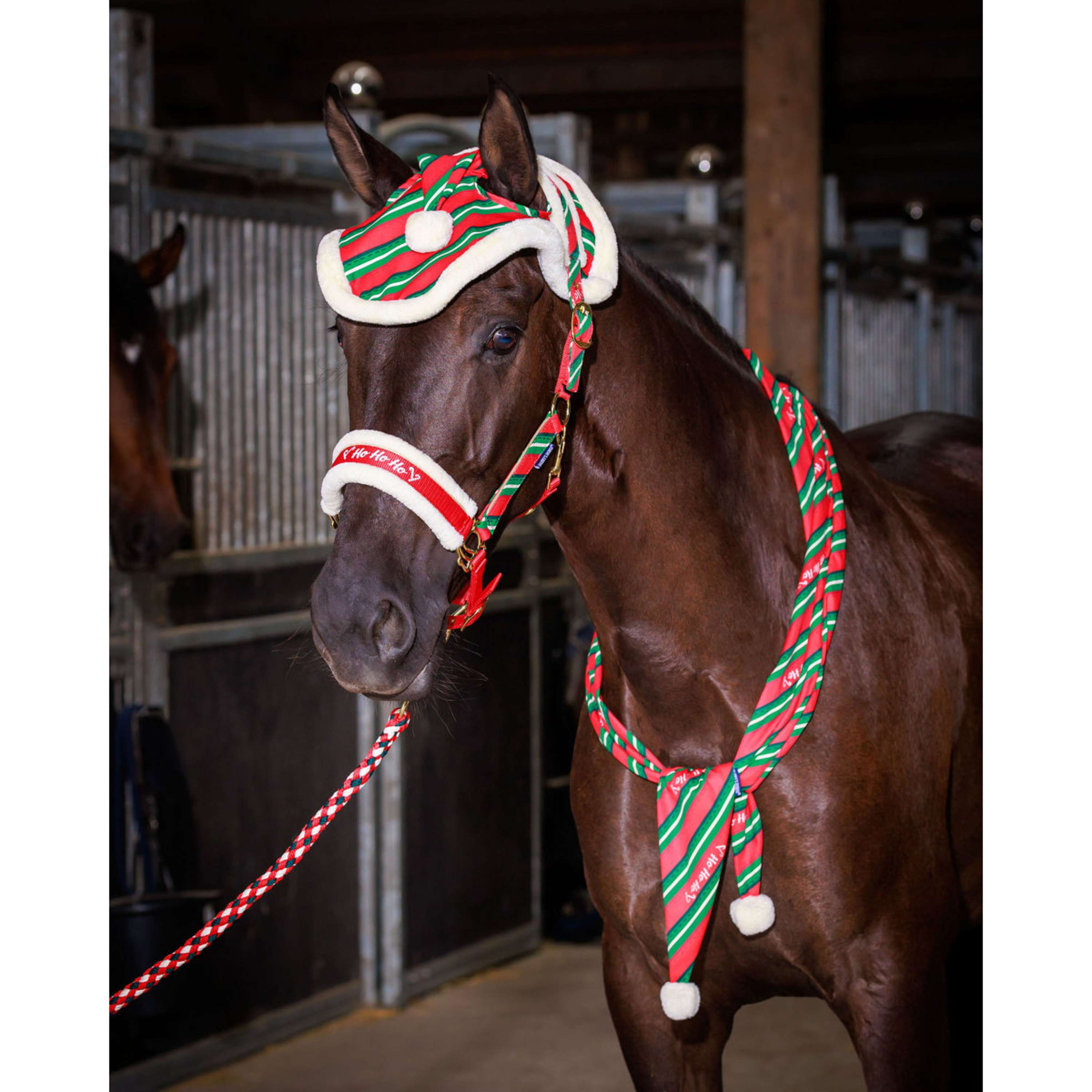 Harry's Horse Halfterset und Ohrenhaube Christmas '26 Rot