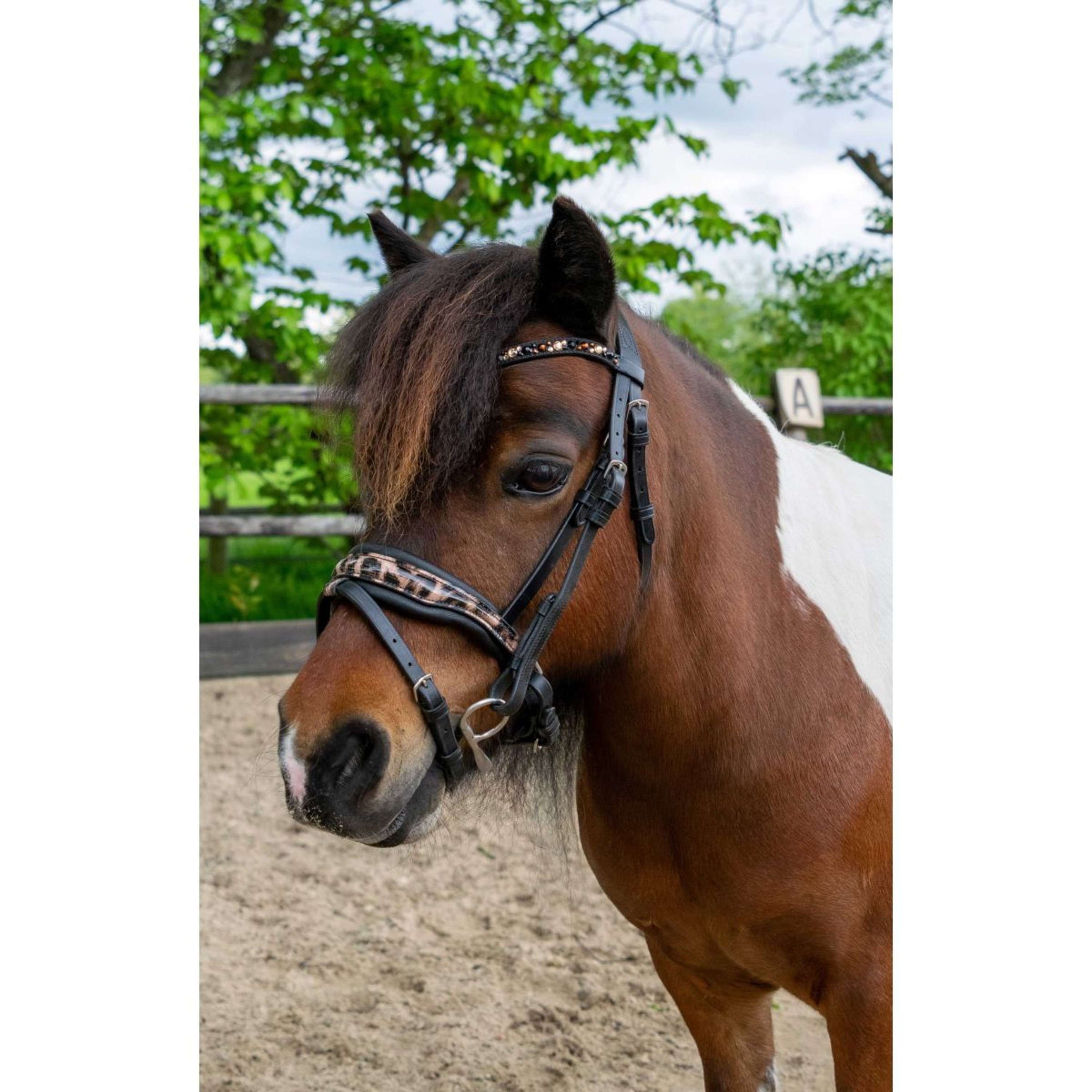 HB Ruitersport Zaum Showtime Leopard Schwarz