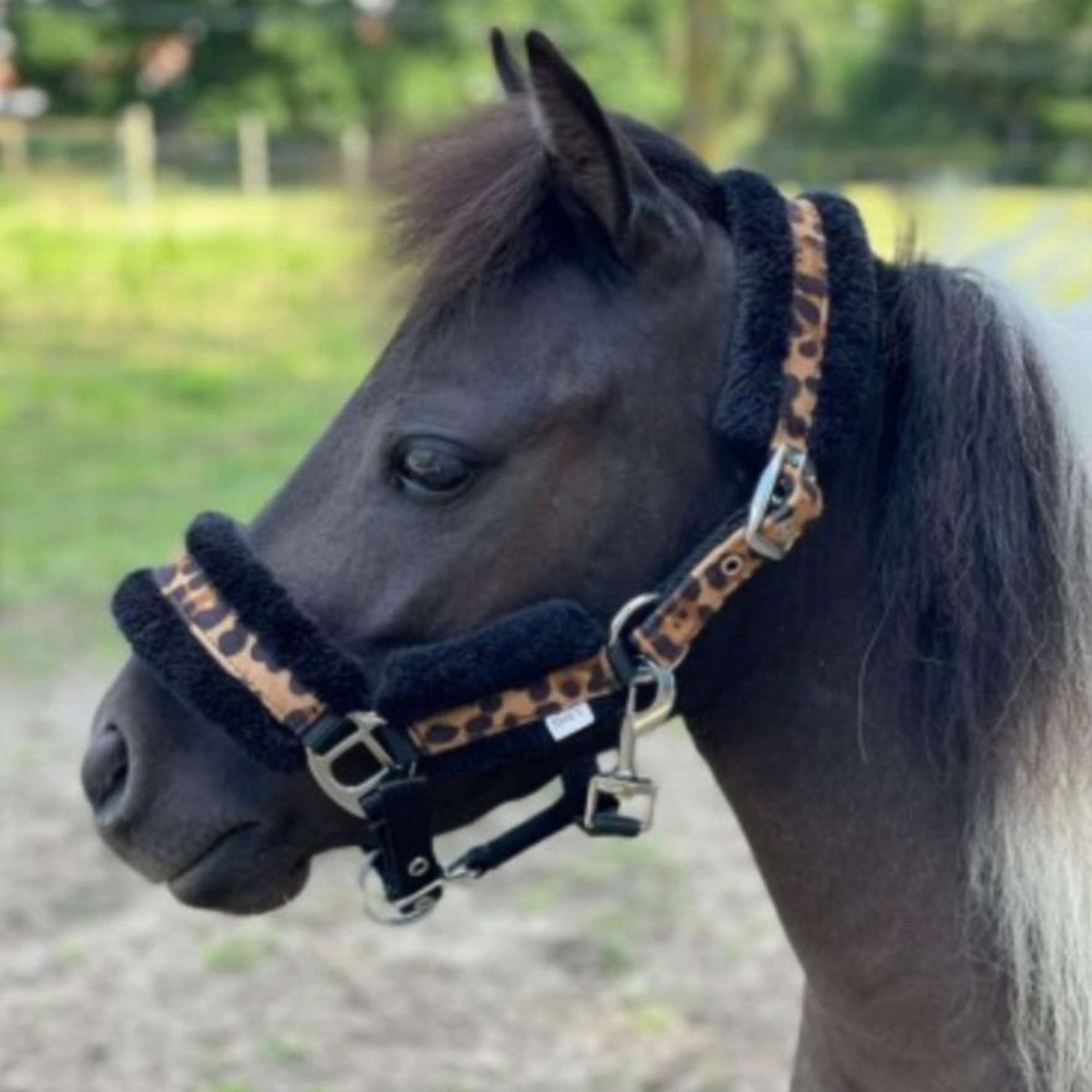 HB Halfter Leopard Leopard HB Halfter Leopard Leopard