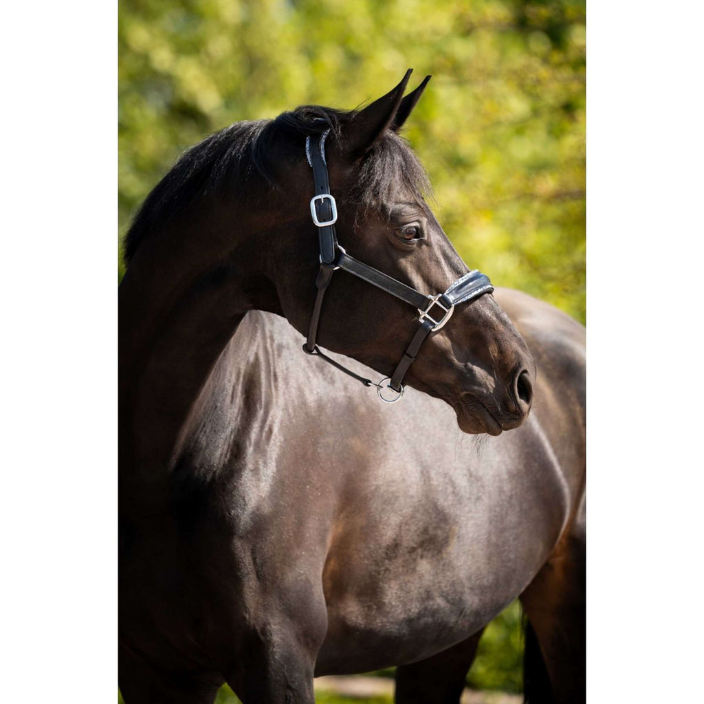 HB Ruitersport Halfter Showtime Grand Slam Schwarz/Aqua Blue