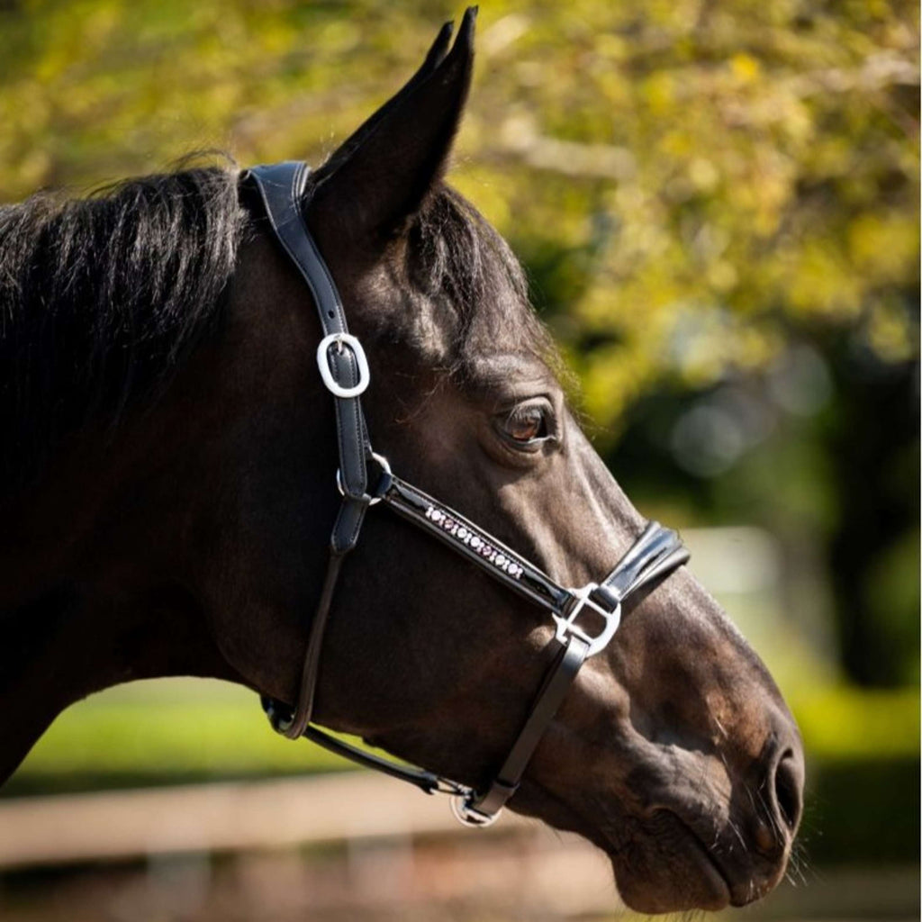 HB Ruitersport Halfter Showtime Pasadena Schwarz