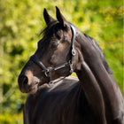 HB Ruitersport Halfter Showtime Pasadena Schwarz