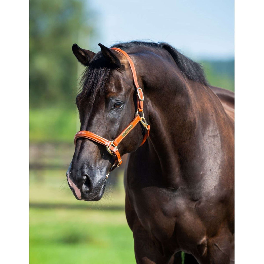 HB Showtime Halfter Name Cognac