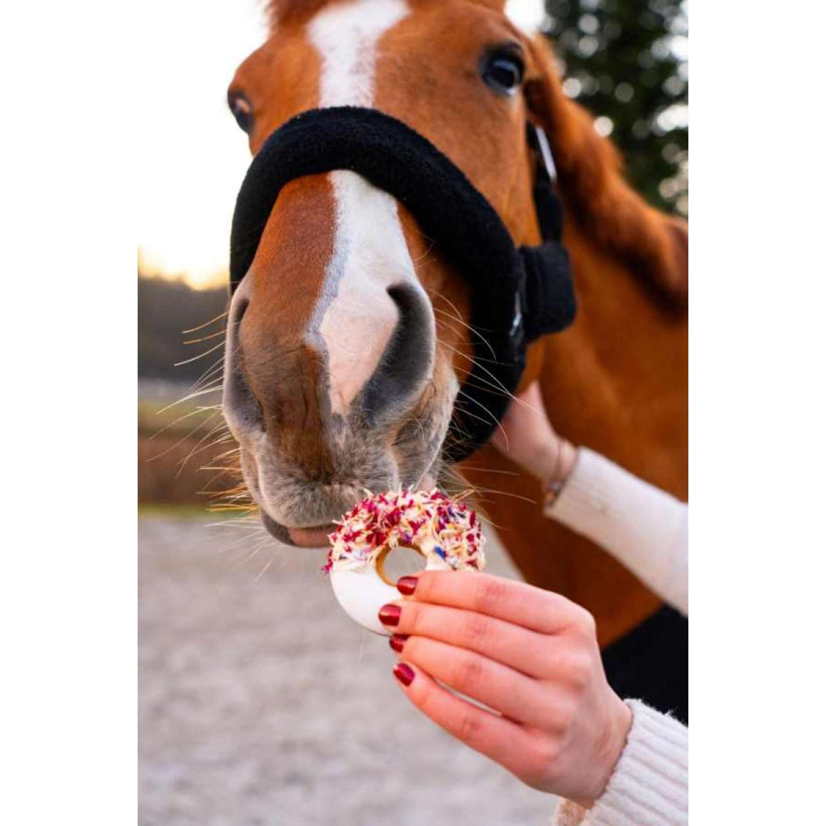 Candy Horse Love Donuts Heather & Cornflower Candy Horse Love Donuts Heather & Cornflower