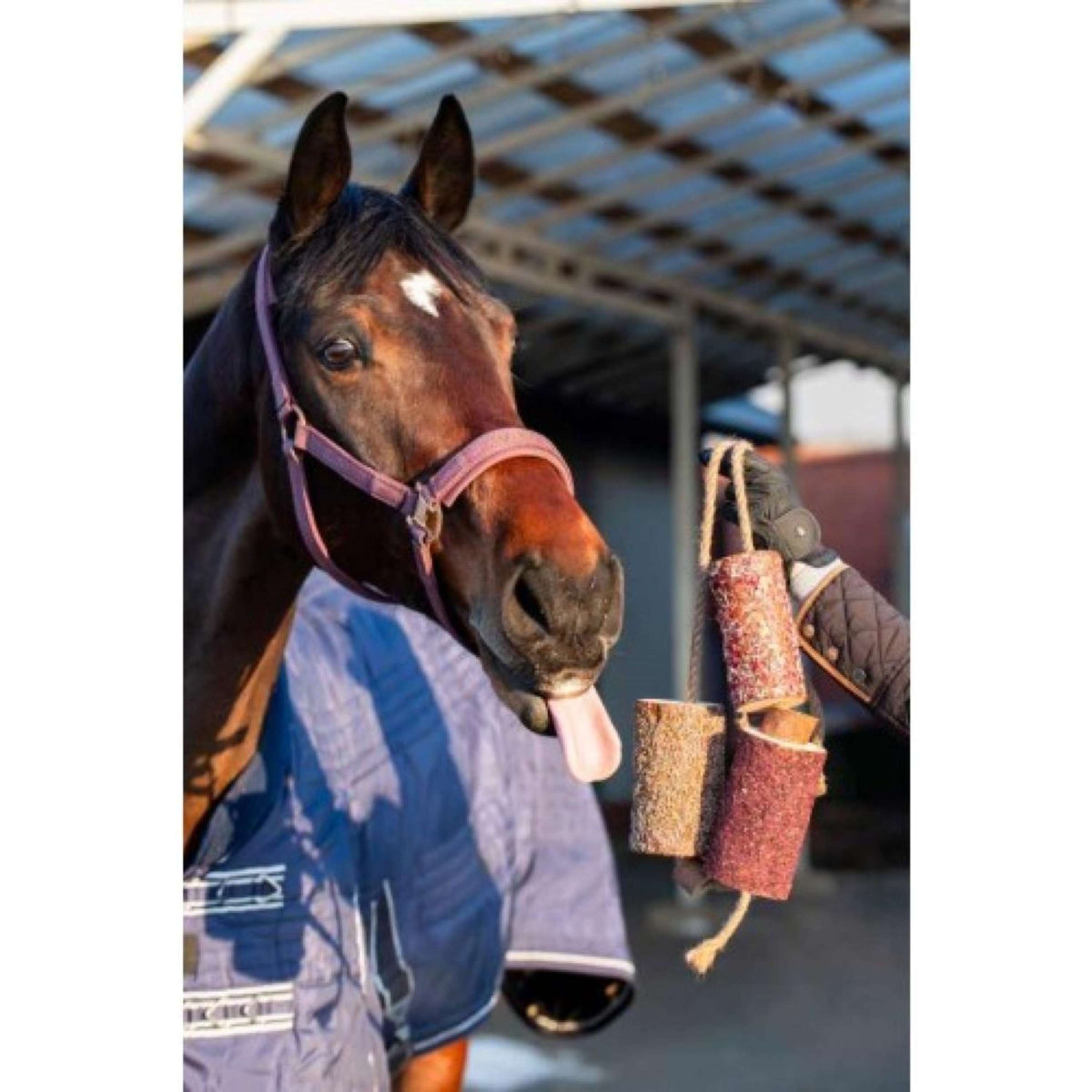 Candy Horse Love Kauspielzeug Vol Liefde Candy Horse Love Kauspielzeug Vol Liefde