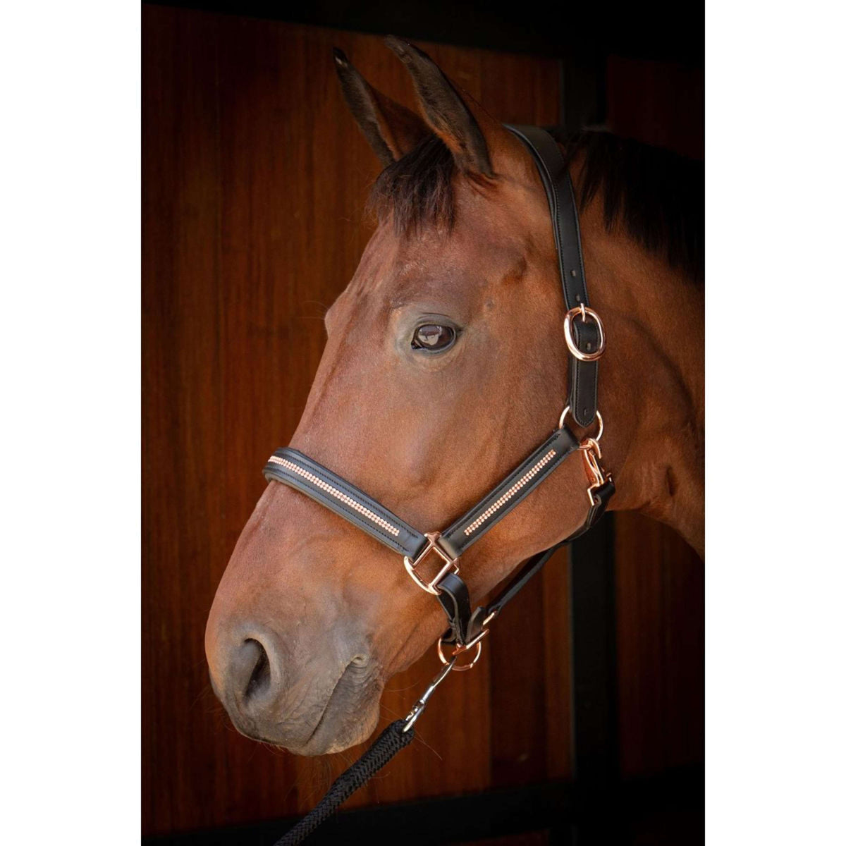 Harry's Horse Halfter Leder Metallic Schwarz/Roségold