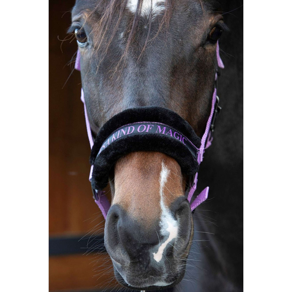 Harry's Horse Halfter Lyrics Quotes Lila