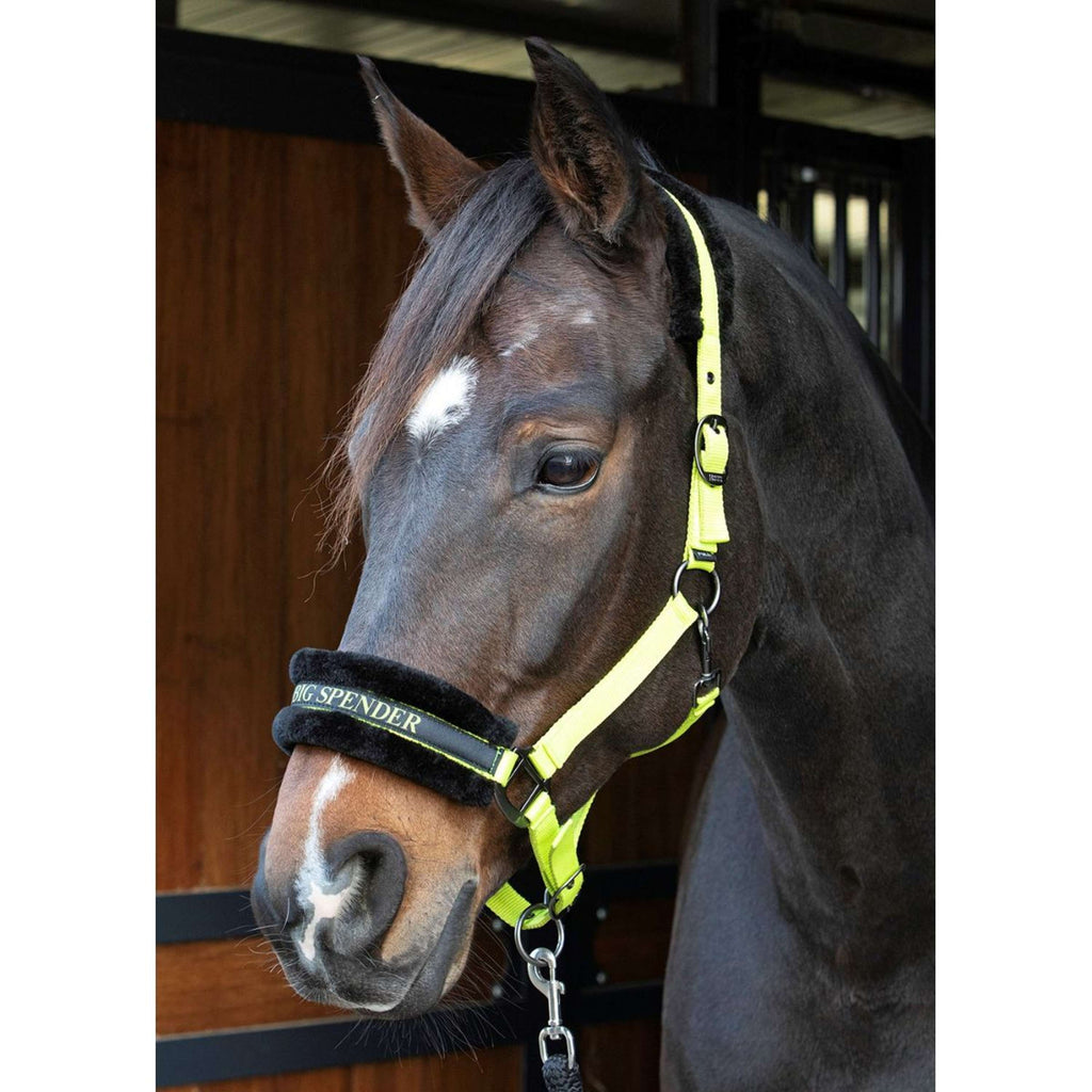 Harry's Horse Halfter Lyrics Quotes Limette