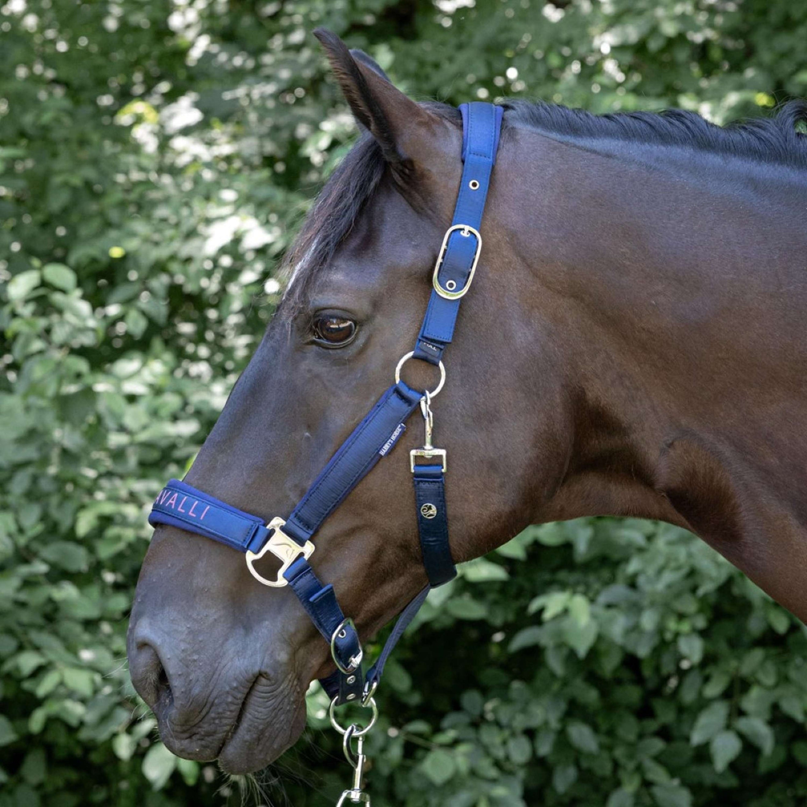 Harry's Horse Halfterset Denici Cavalli Purple Passion Satin Peacoat