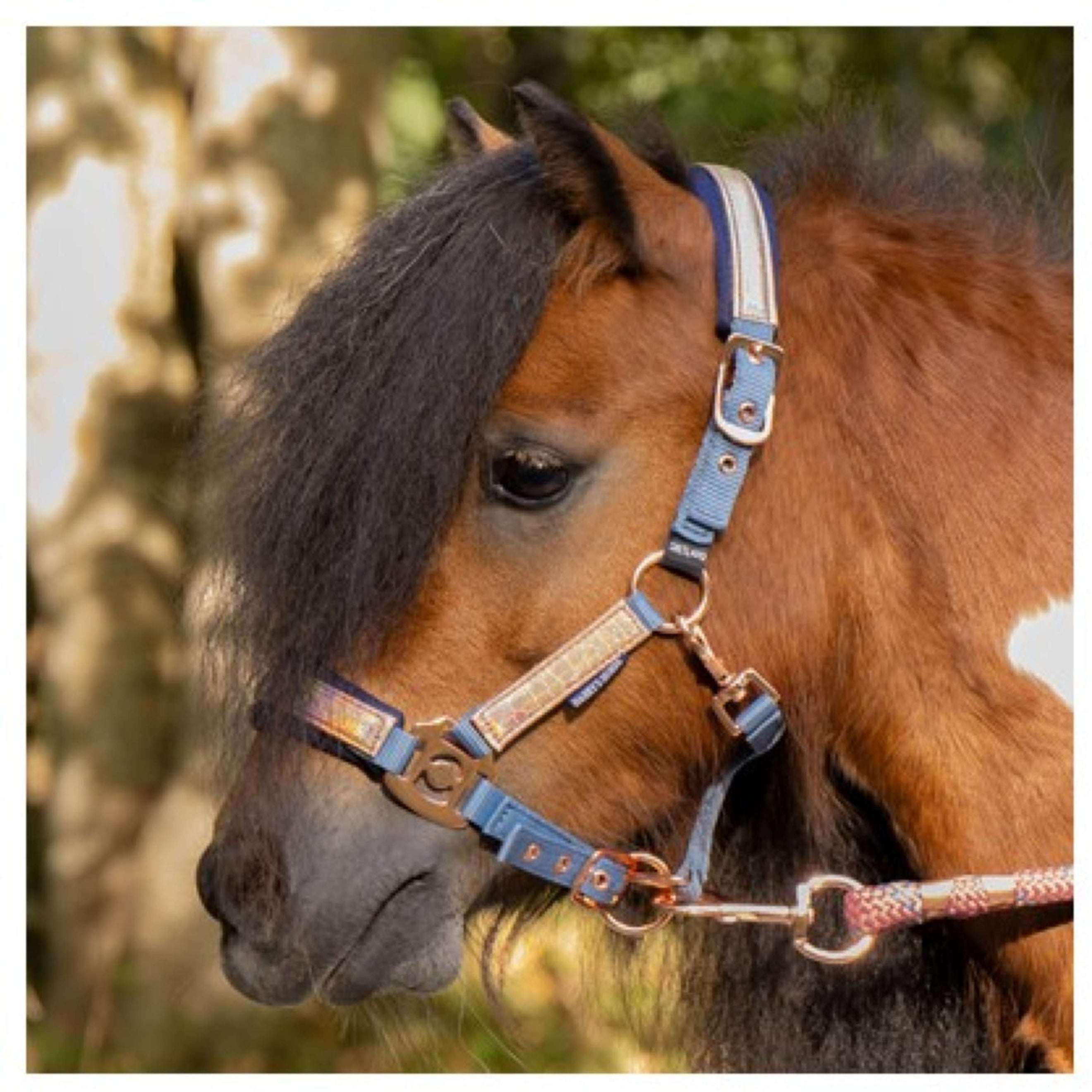 Harry's Horse Halfterset Diva Mauvewood Faded-Denim