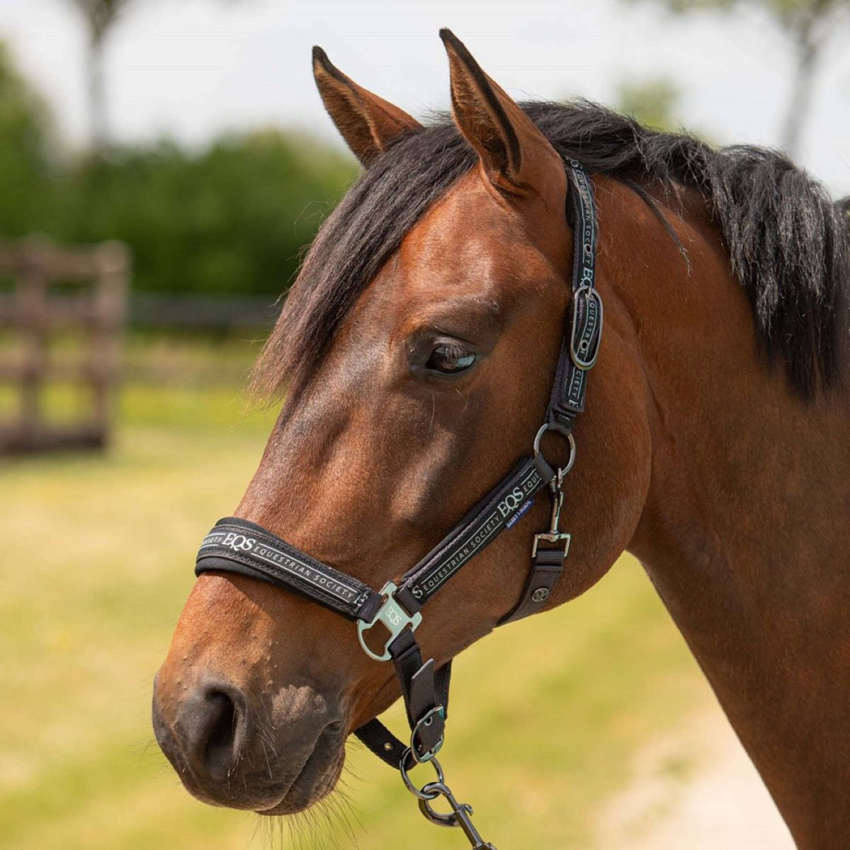 Harry's Horse Halfterset Equestrian Society Black Sand