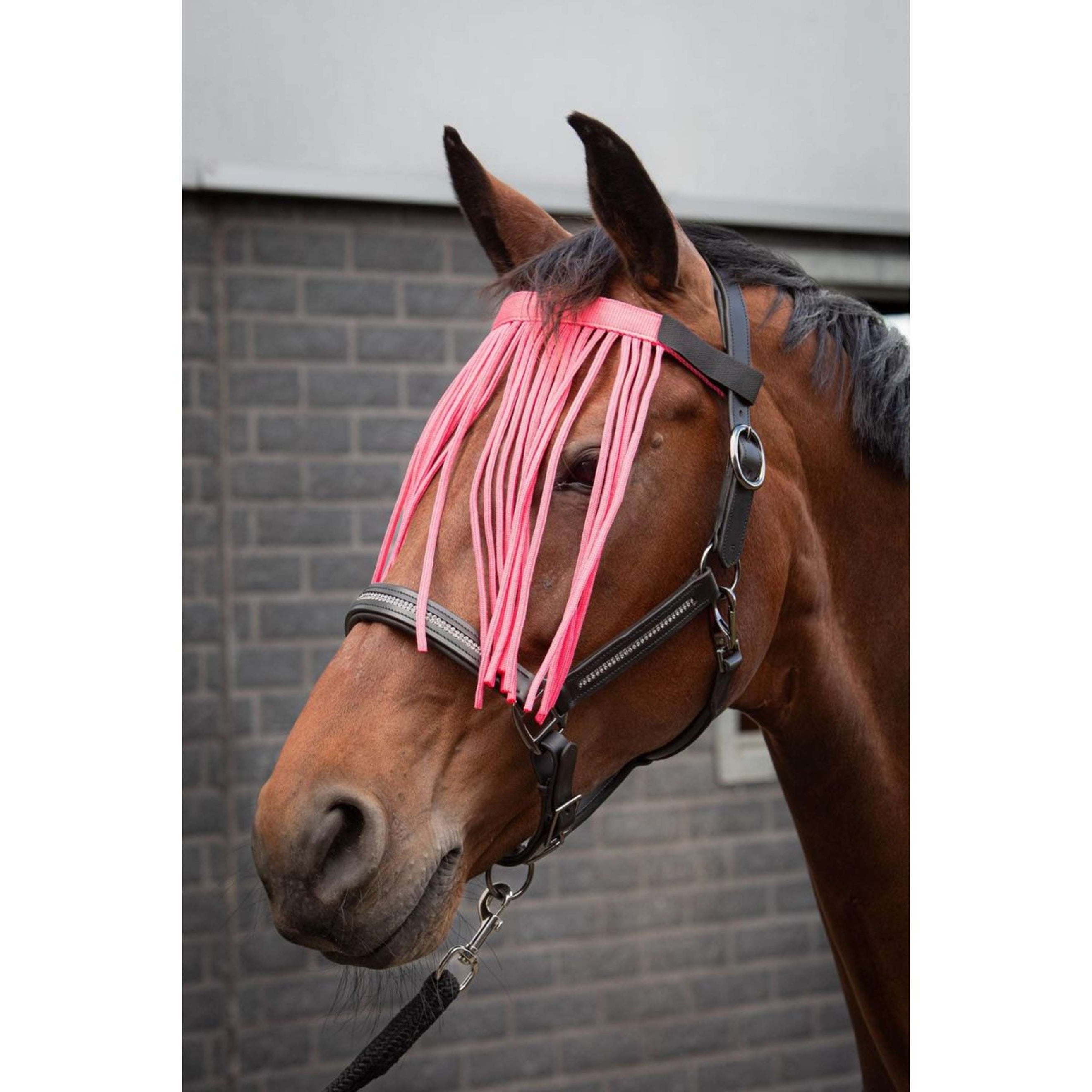 Harry's Horse Fliegenstirnband Colour Rosa Harry's Horse Fliegenstirnband Colour Rosa