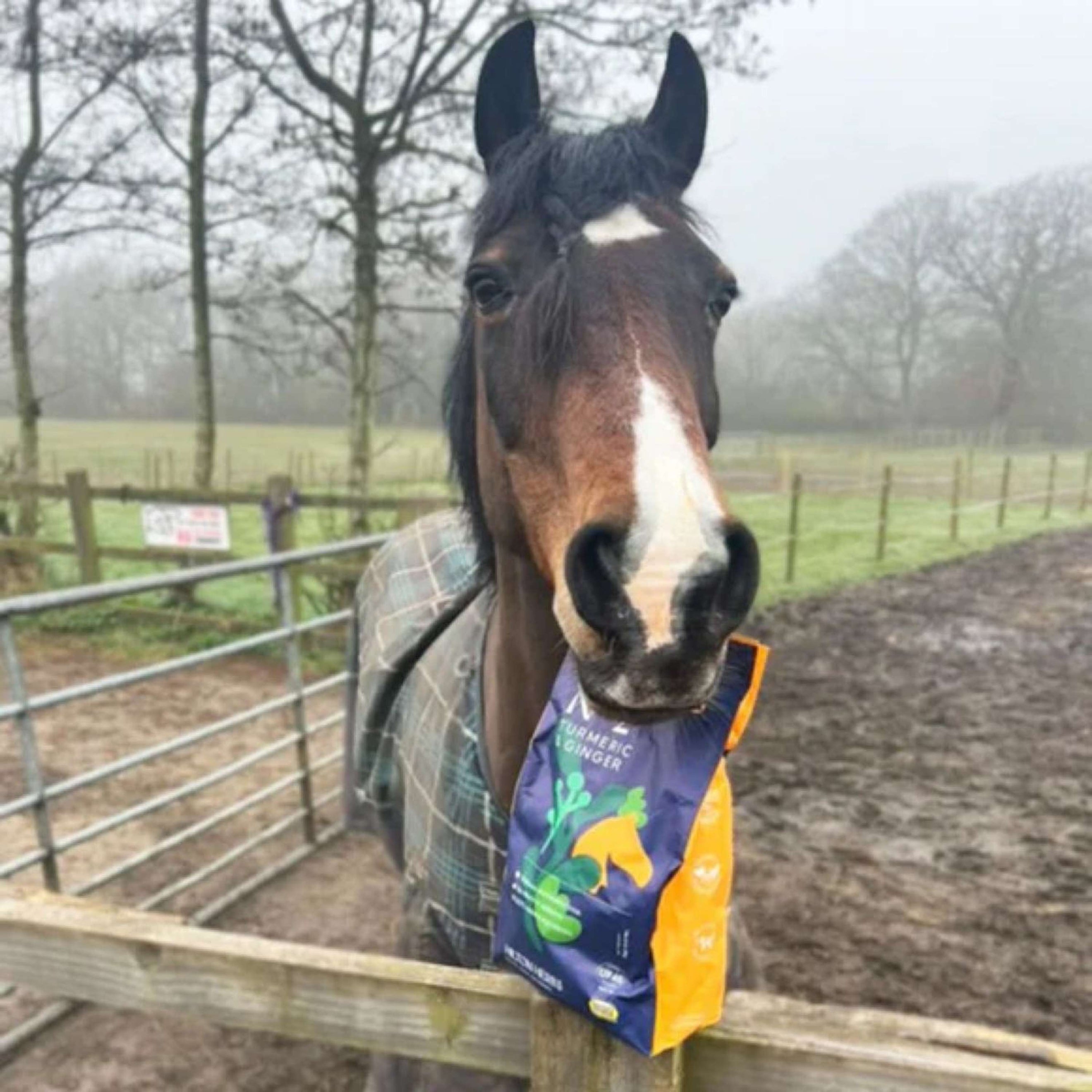 Hilton Herbs Herballs No2 Turmeric & Ginger