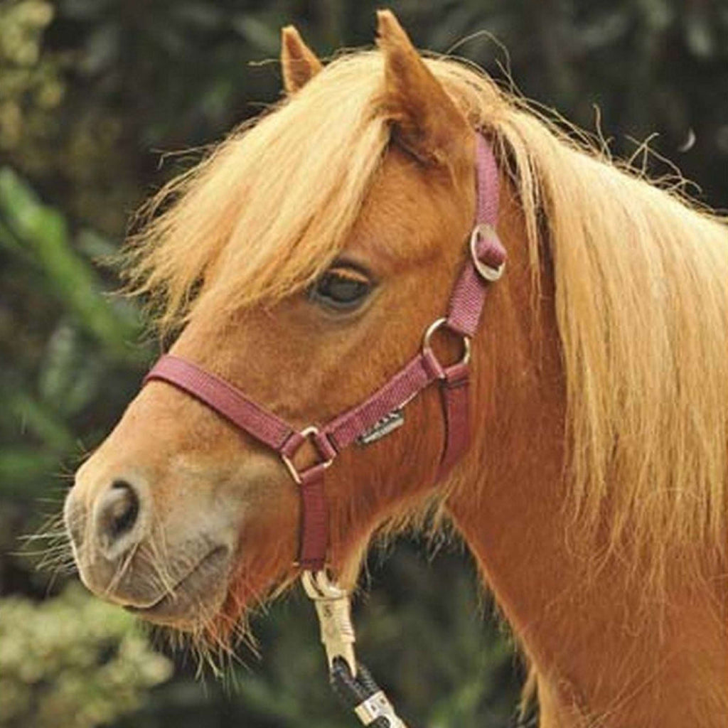 HKM Halfter Mini Shetland Weinrot