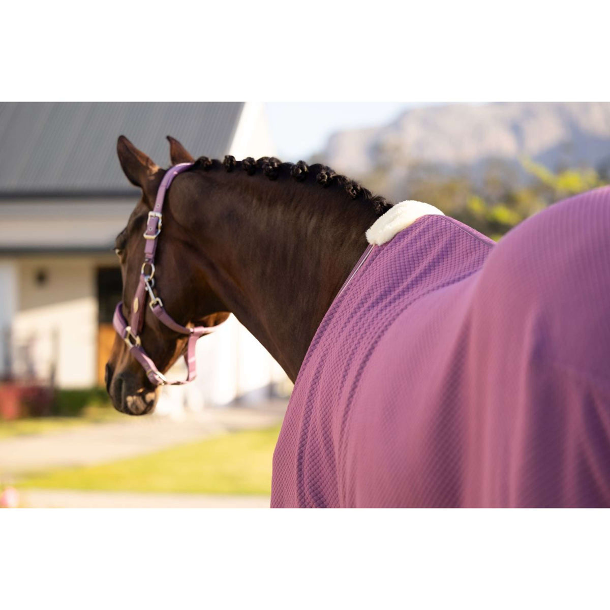 LeMieux Cooler Kudos Bamboo Mallow