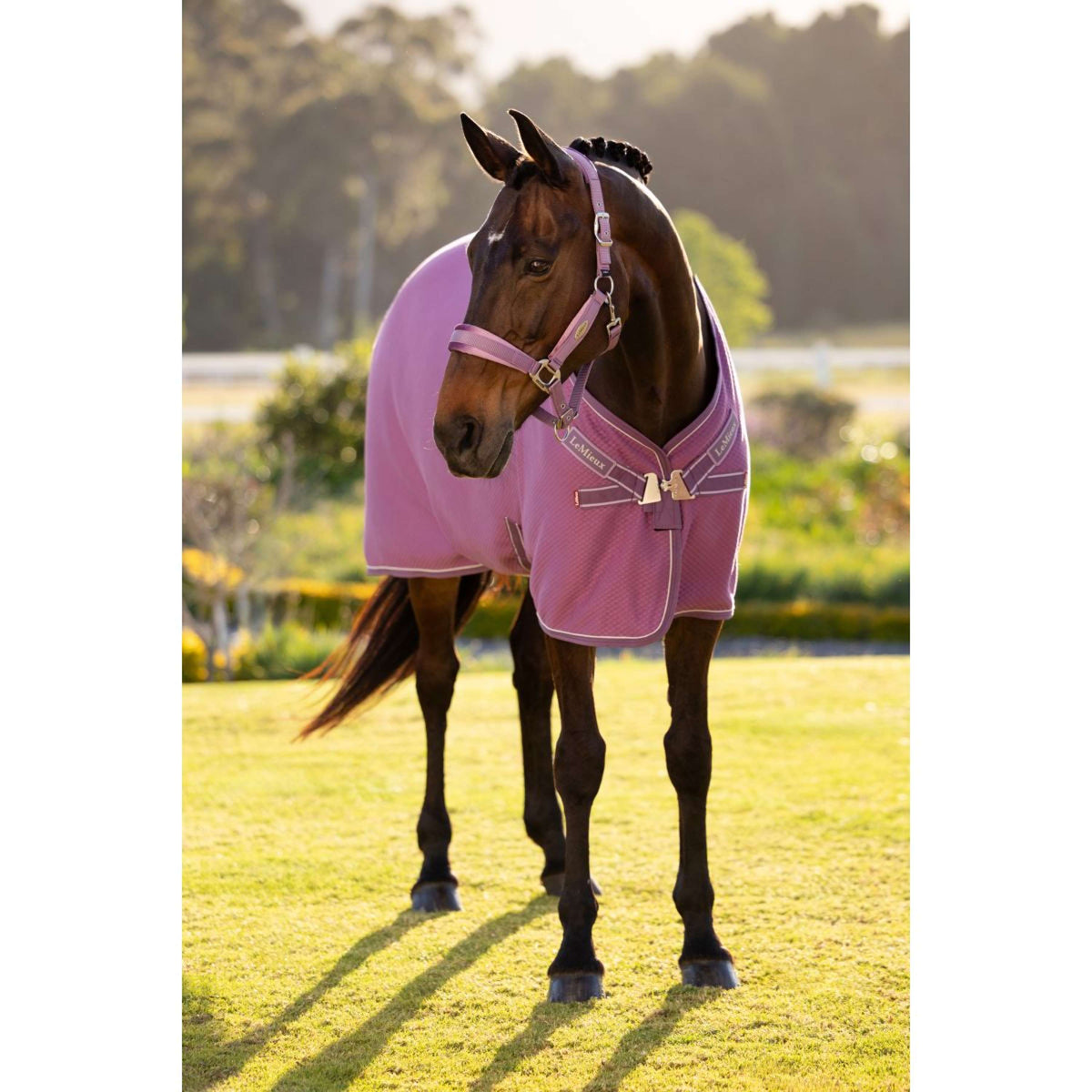 LeMieux Cooler Kudos Bamboo Mallow