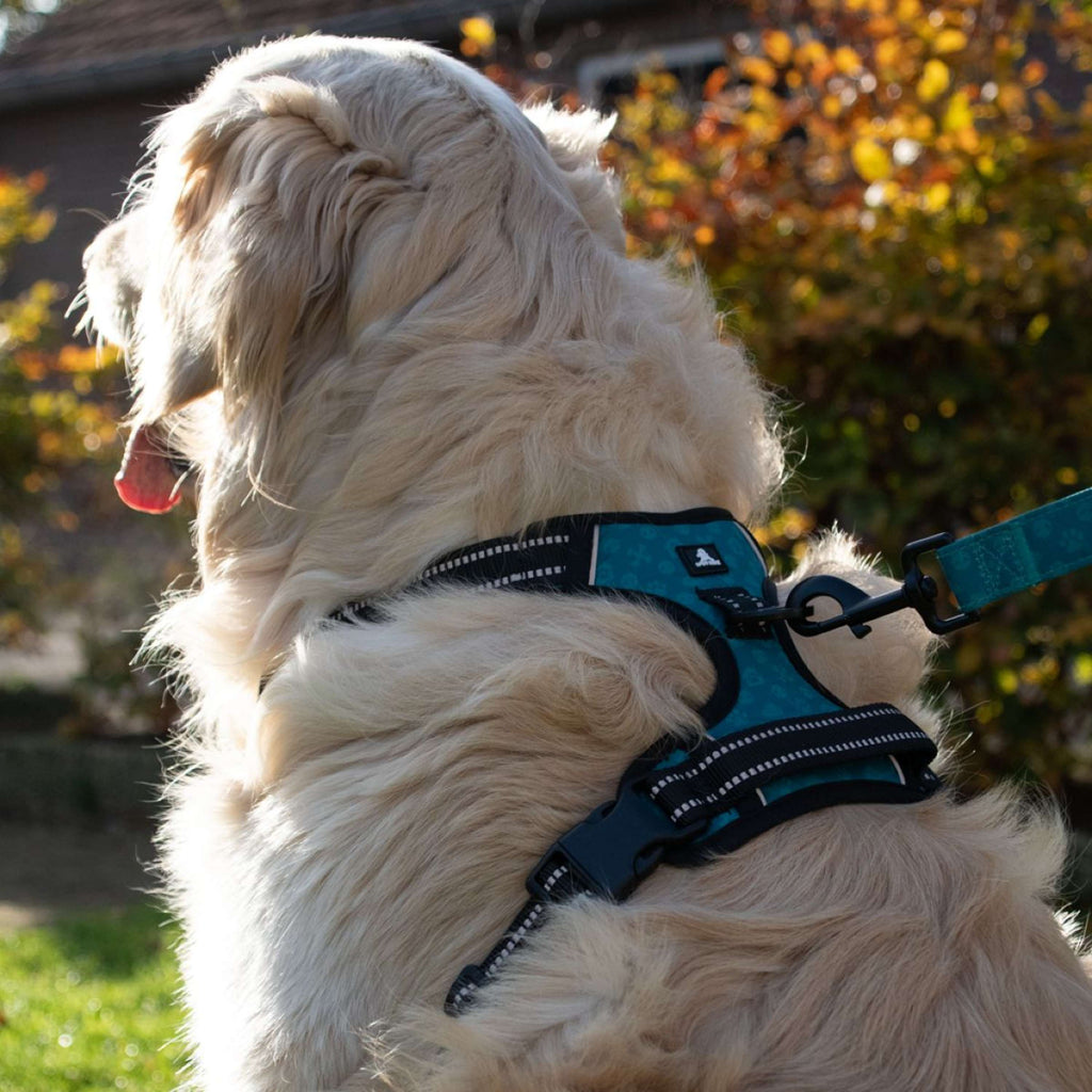 Spotted Pro! Hundegeschirr Anthrazit