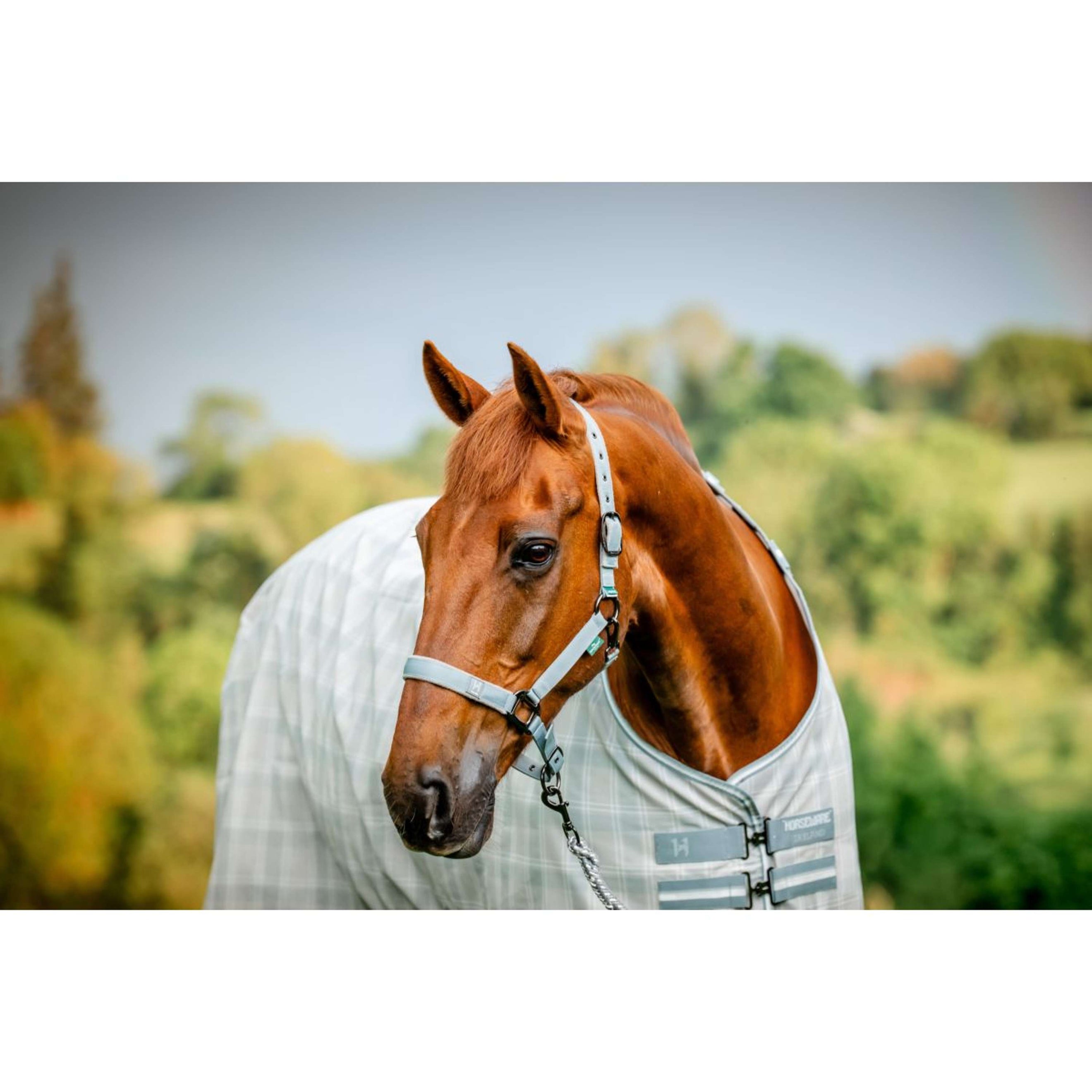 Amigo Halfter & Strick Newmarket Witney Charcoal Amigo Halfter & Strick Newmarket Witney Charcoal