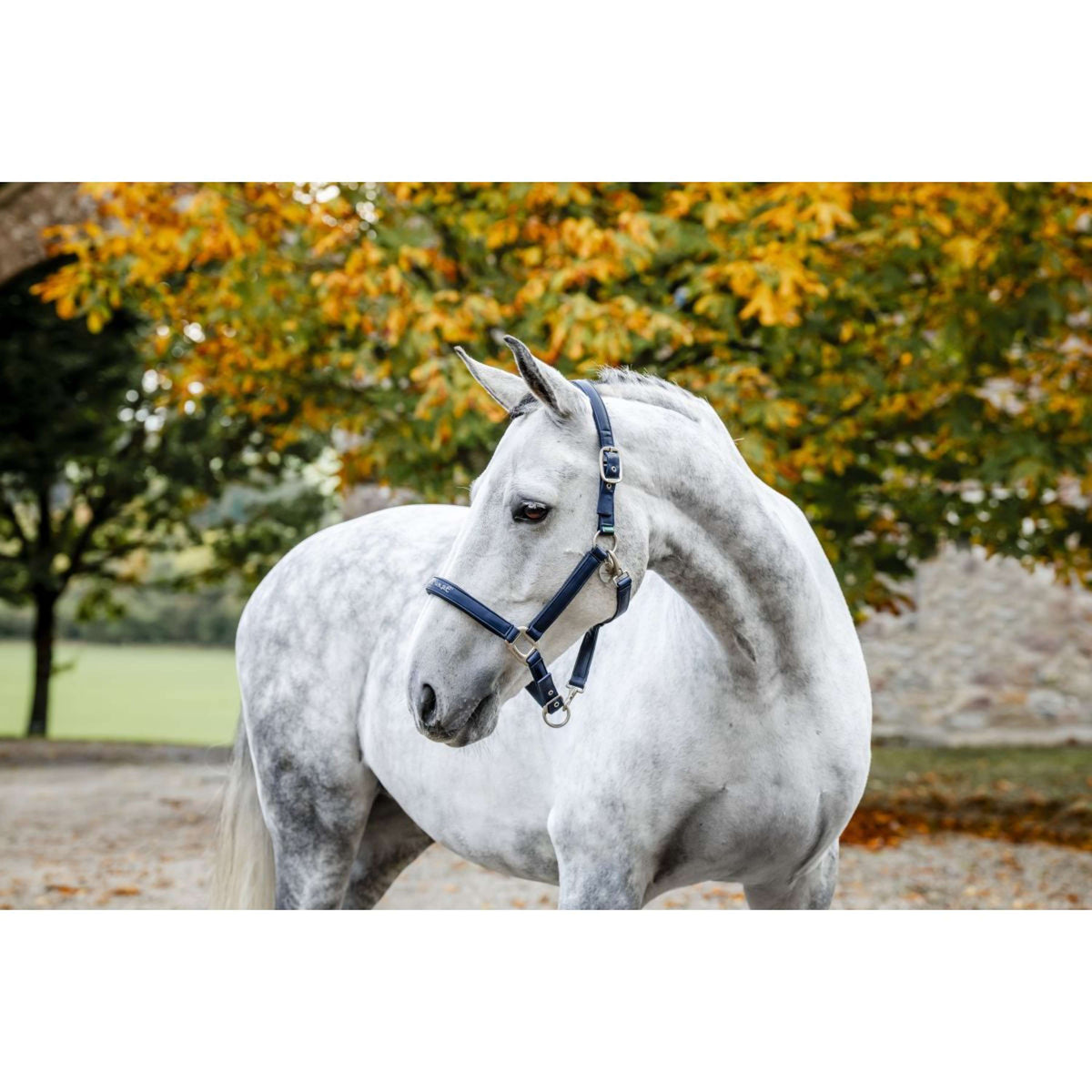 Horseware Halfter Grooming Navy