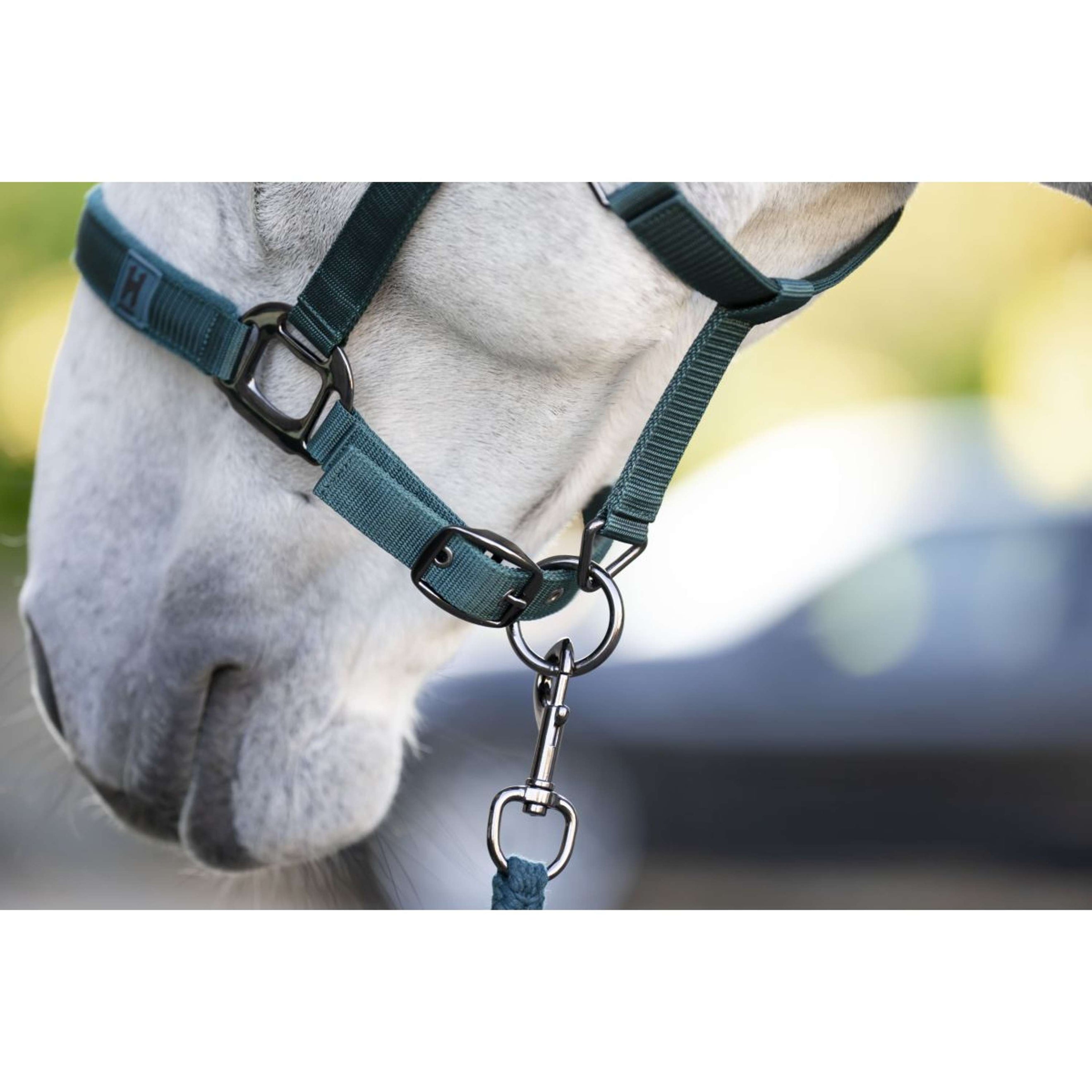 Amigo Halfter & Strick Dynasty Green