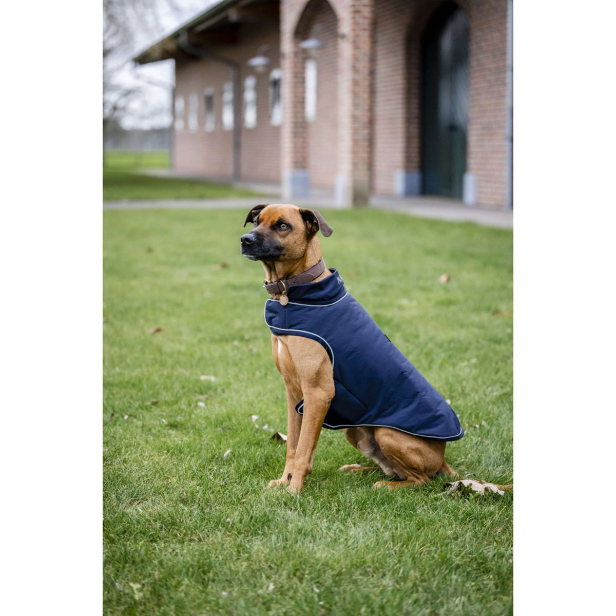 Horseware Hunderegendecke Signature 100g Navy