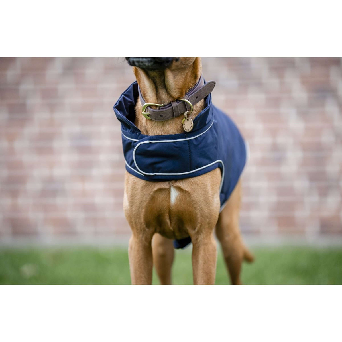 Horseware Hunderegendecke Signature 100g Navy