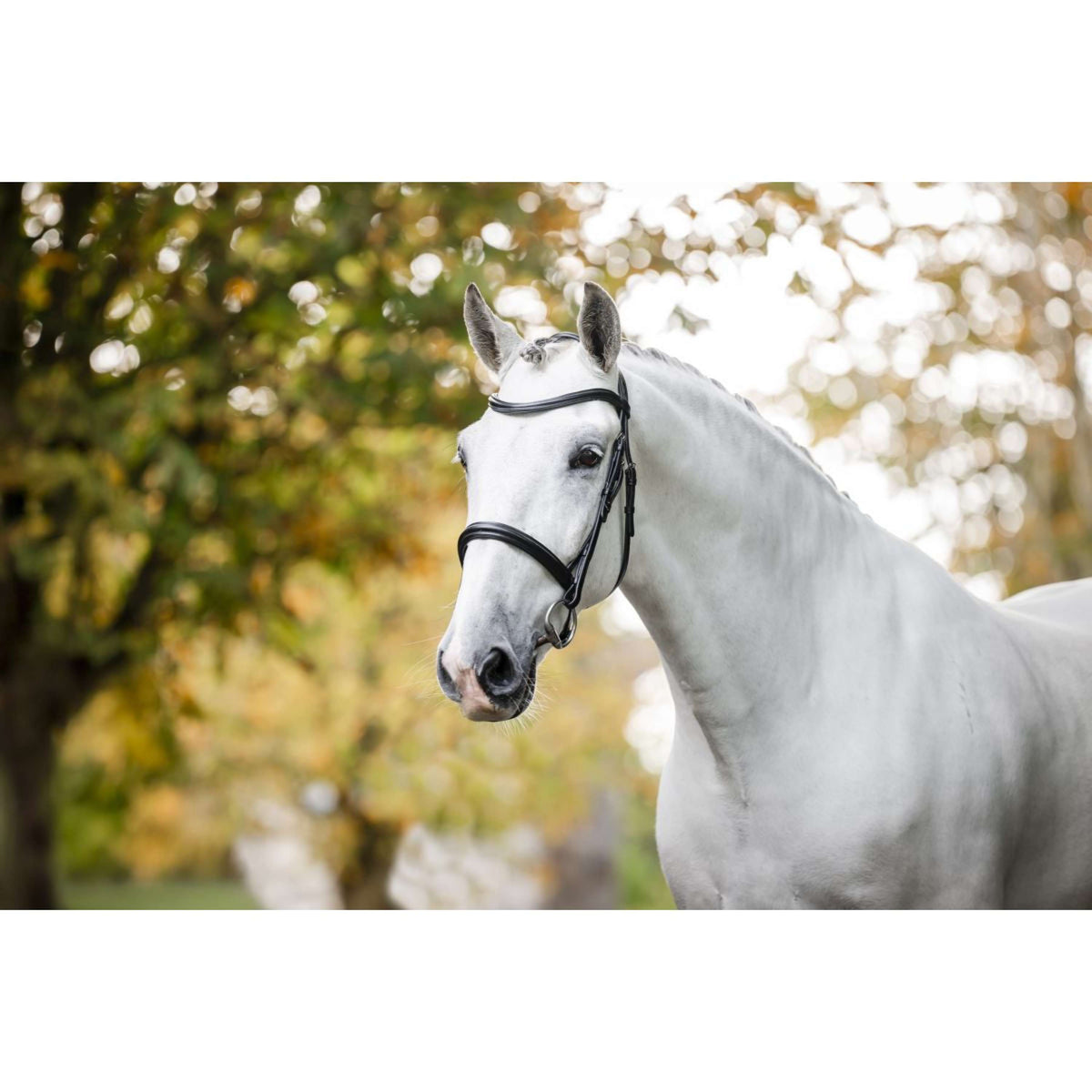 Horseware Zaum Pony Cavesson Schwarz