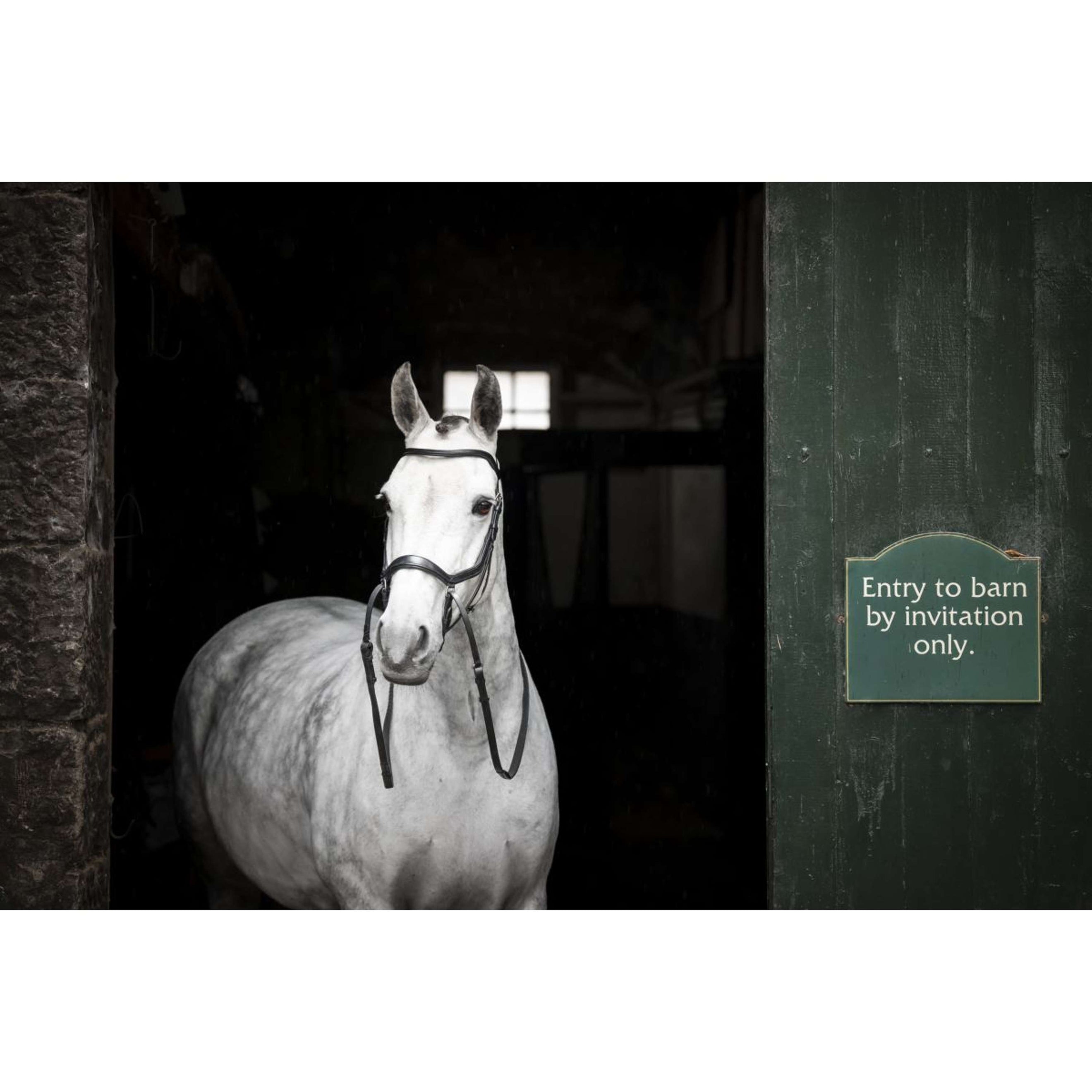 Rambo Micklem Bitless Bridle Schwarz Rambo Micklem Bitless Bridle Schwarz