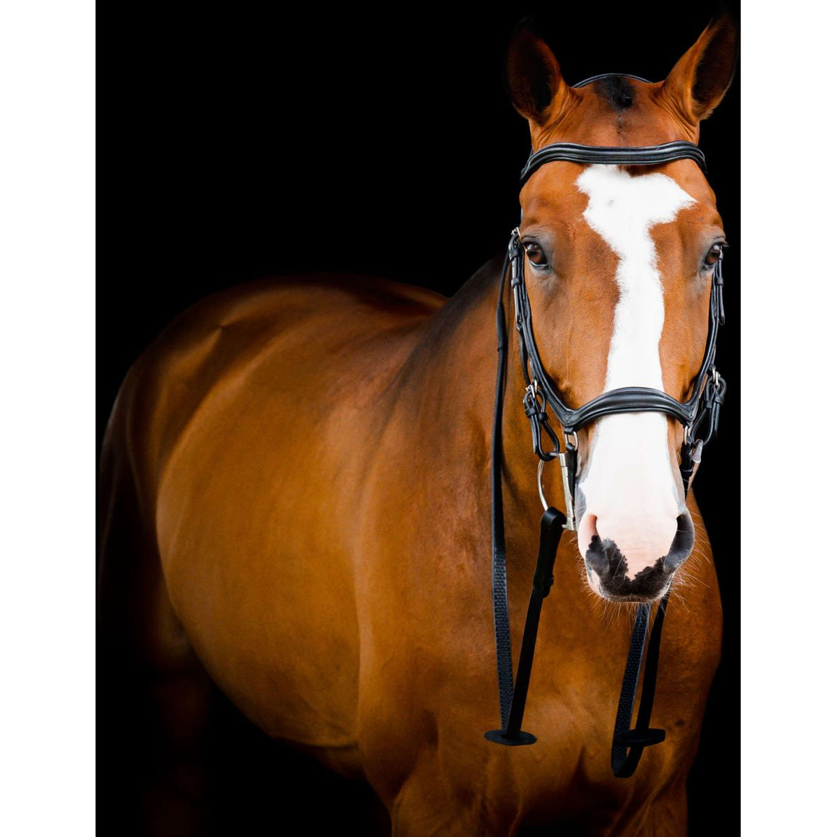 Rambo Micklem Deluxe Competition Bridle New Schwarz