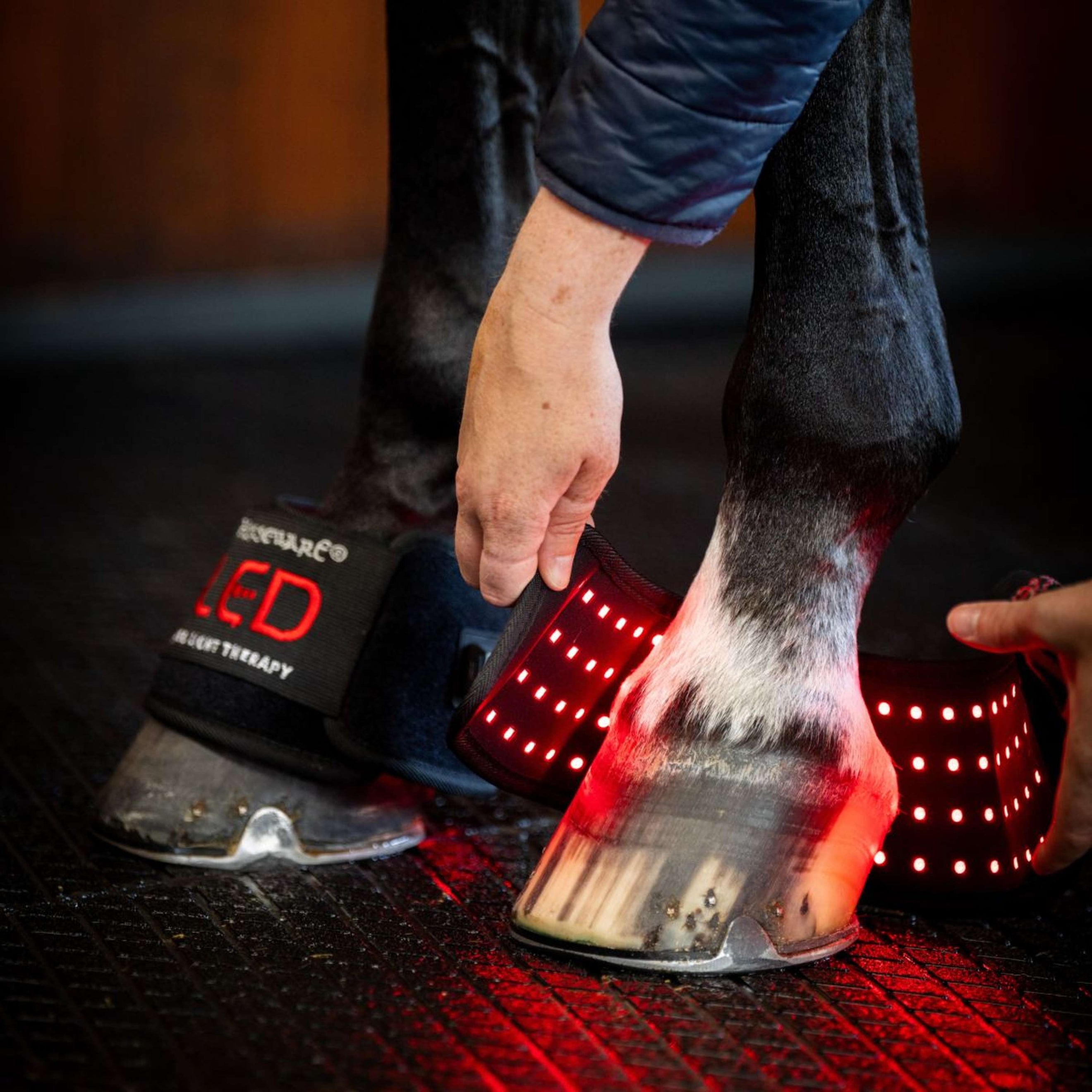Horseware Mini Wraps LED Red Light Therapy Quad Schwarz/Schwarz