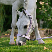 Imperial Riding Halfter IRHRebel Wisteria