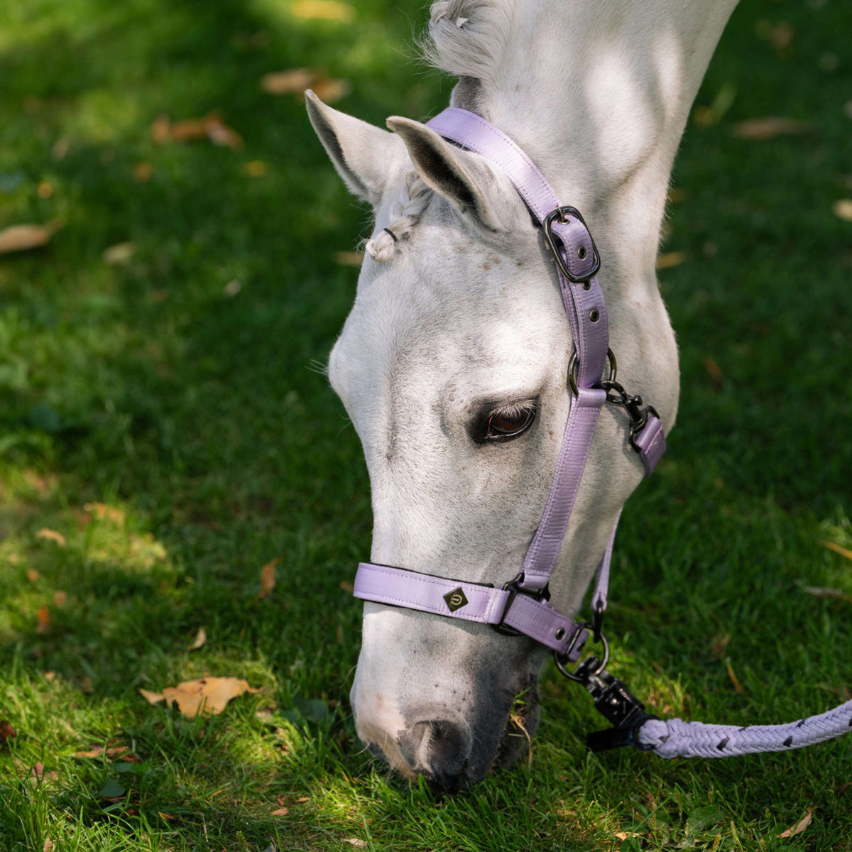 Imperial Riding Halfter IRHRebel Wisteria