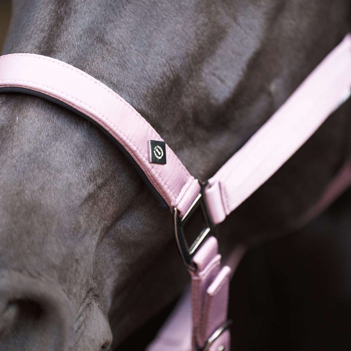 Imperial Riding Halfter IRHRebel Ballerina