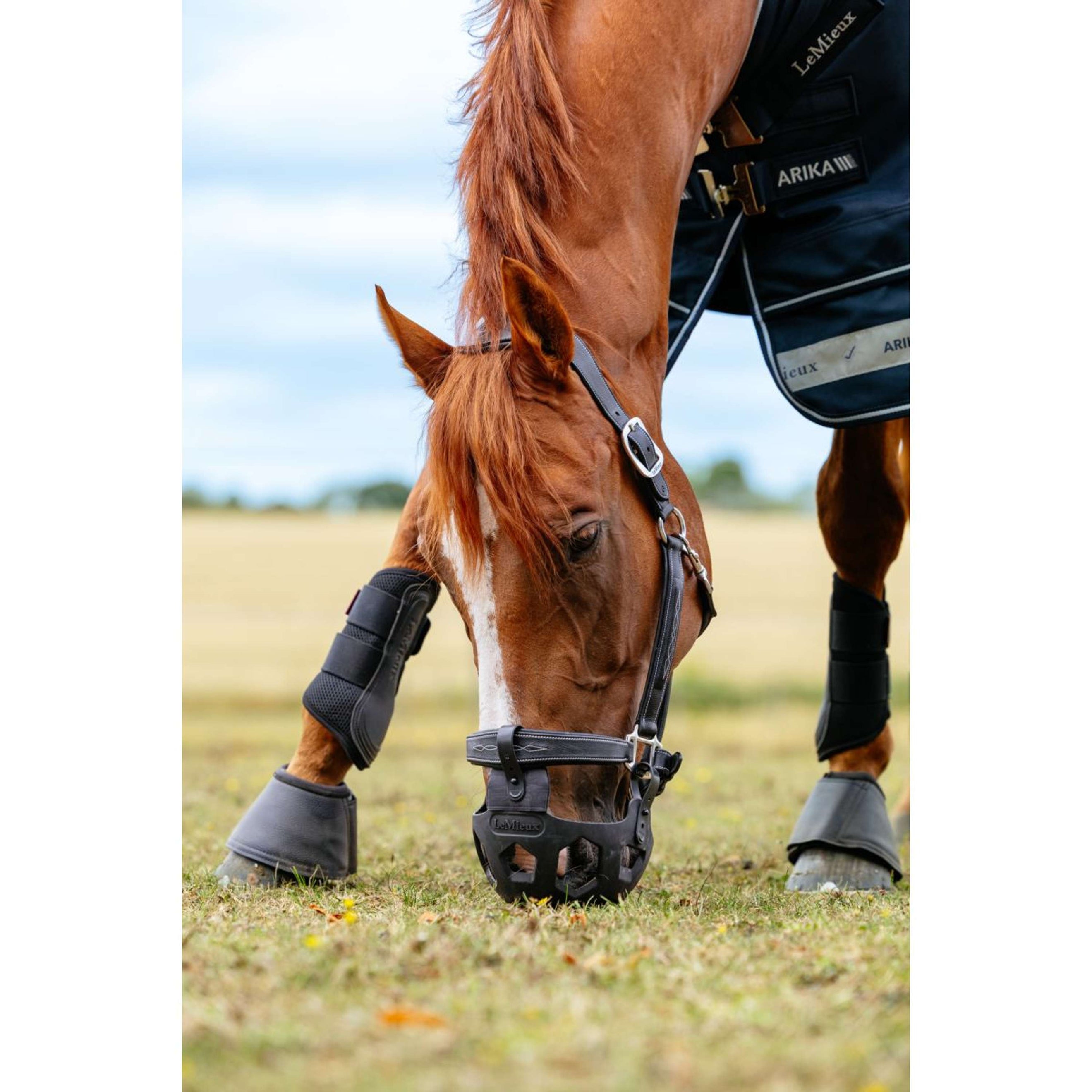LeMieux Grasmaske Noma Schwarz LeMieux Grasmaske Noma Schwarz
