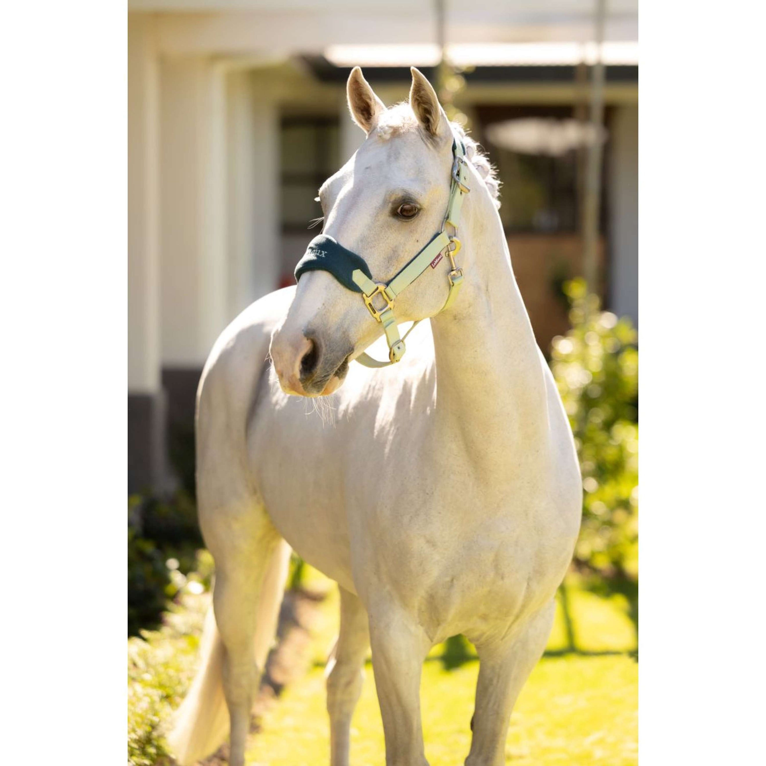 LeMieux Halfterset Vogue Macaron