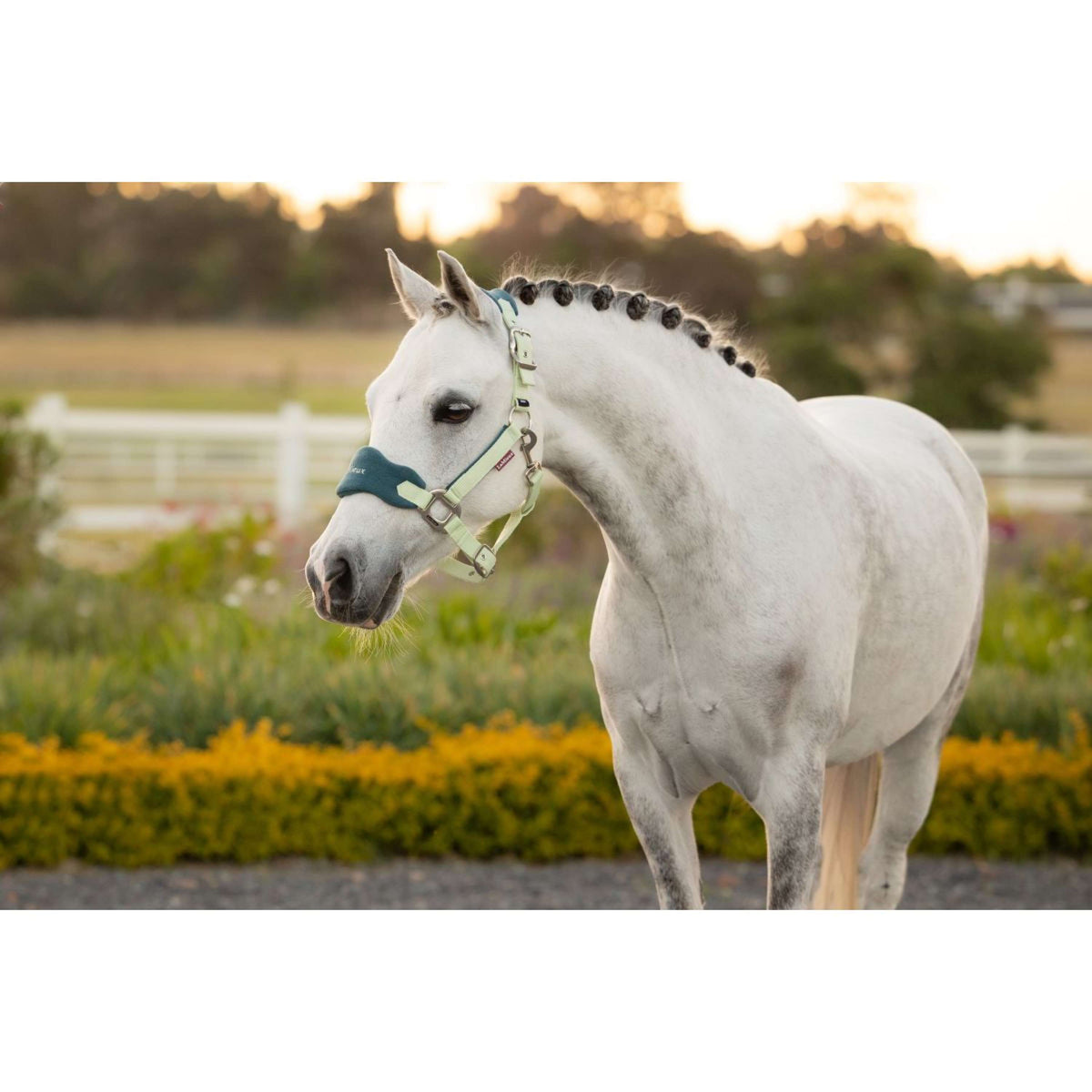 LeMieux Halfterset Mini Vogue Macaron