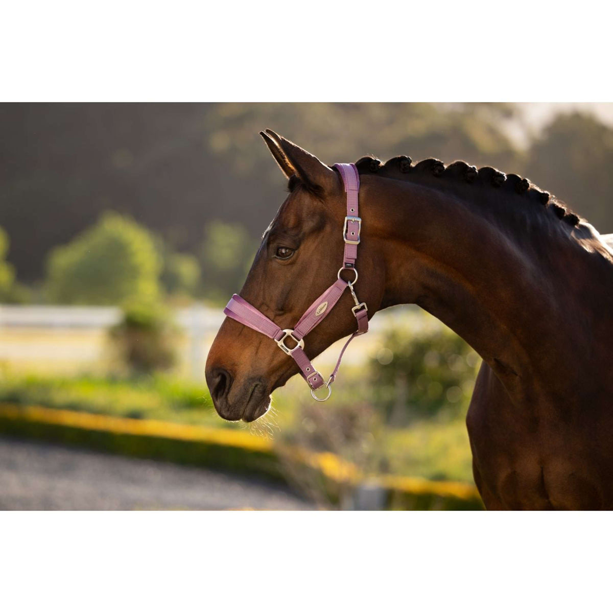 LeMieux Halfter Versailles Mallow