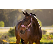 LeMieux Halfter Versailles Mallow