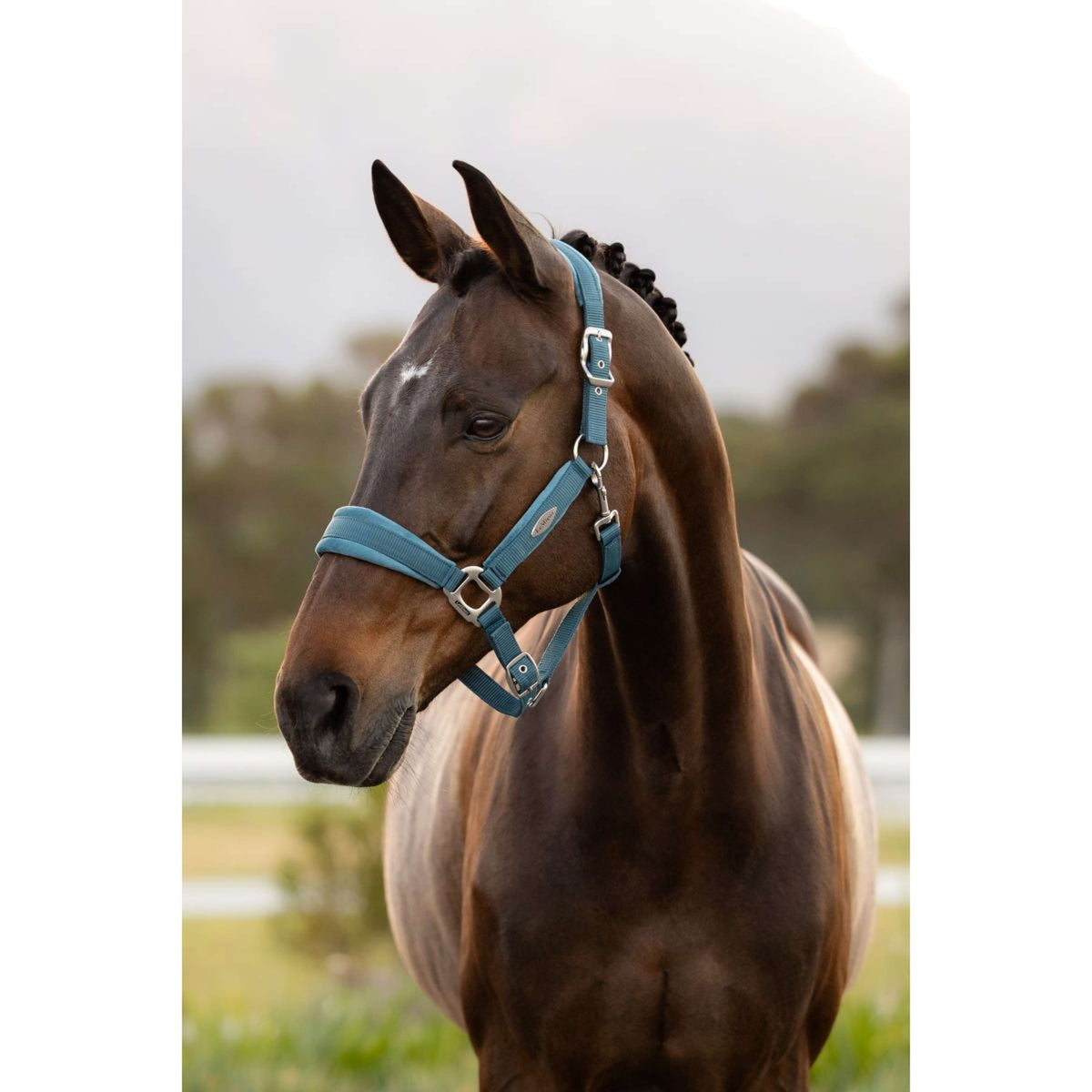 LeMieux Halfter Versailles Jungle