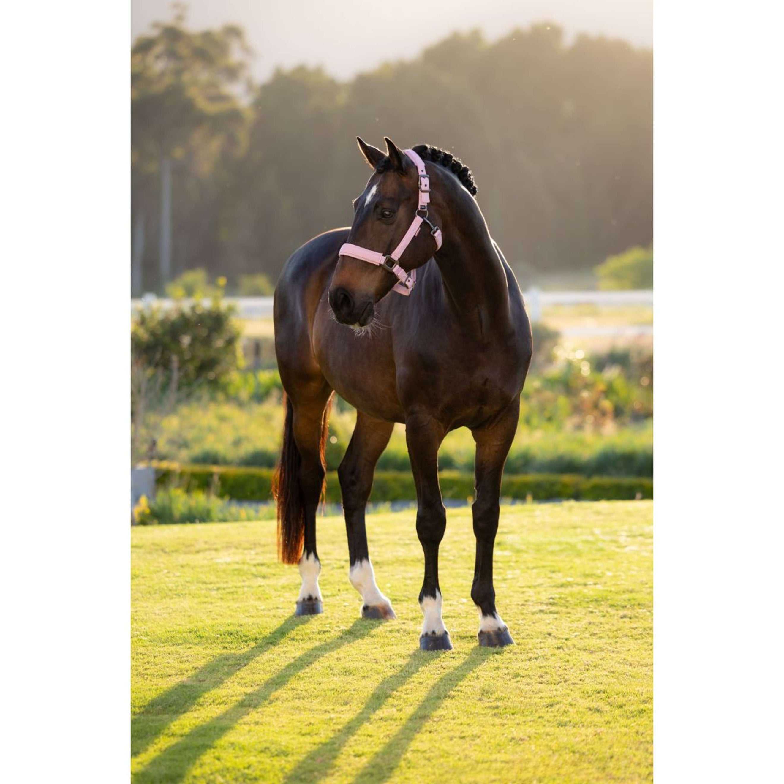 LeMieux Halfter Essence Fondant