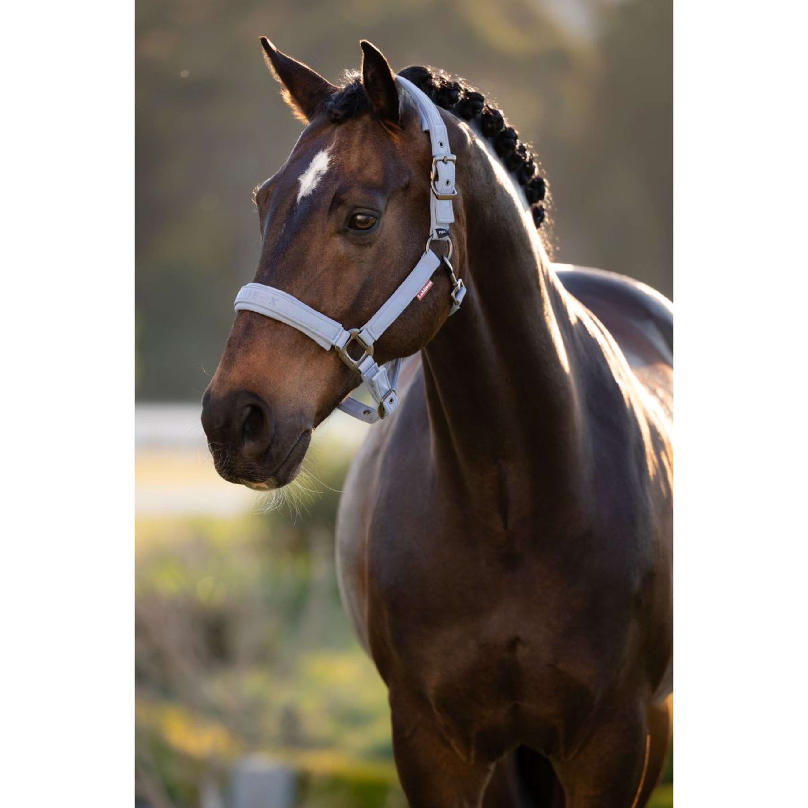 LeMieux Halfter Essence Powder Blue LeMieux Halfter Essence Powder Blue