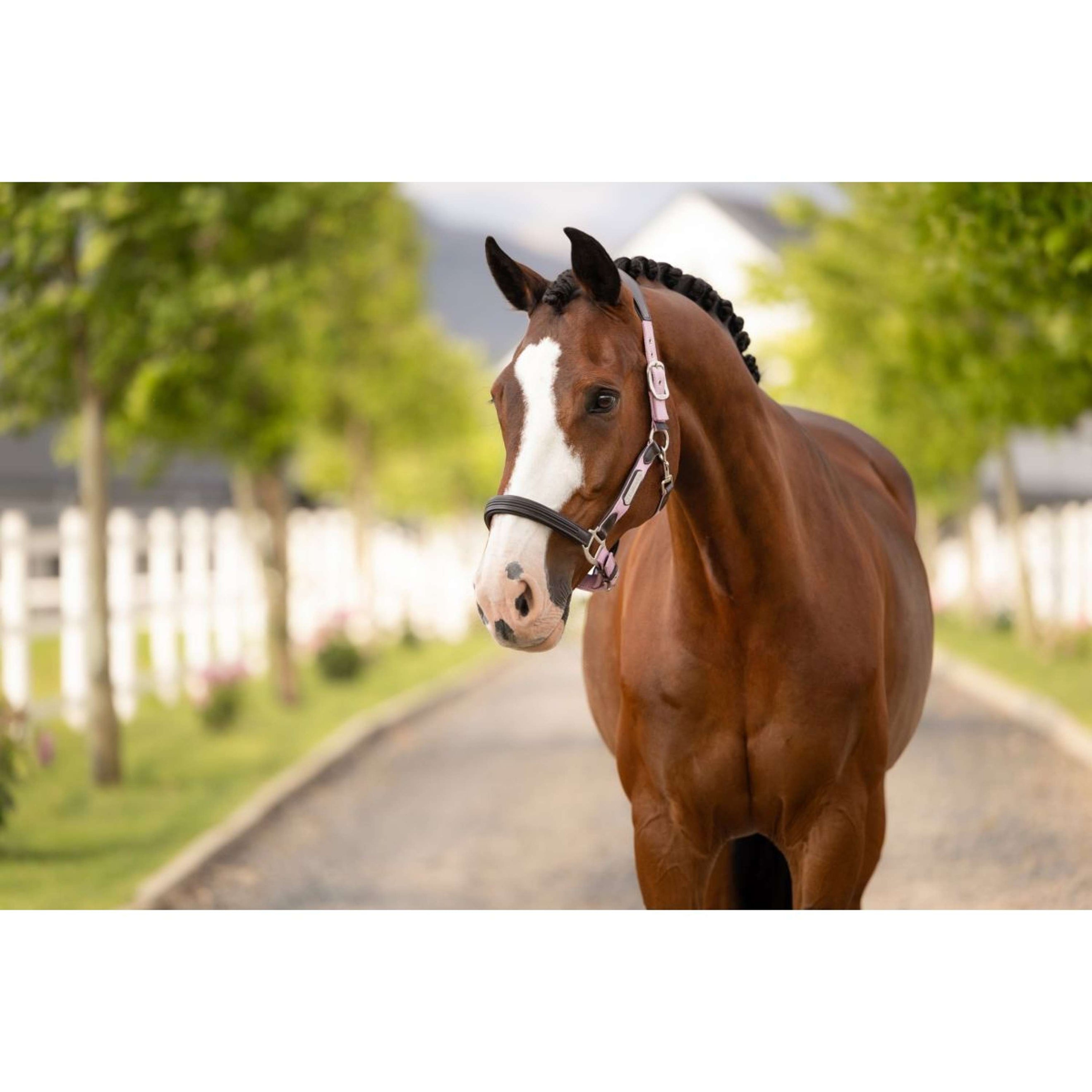 LeMieux Halfter Capella Fondant