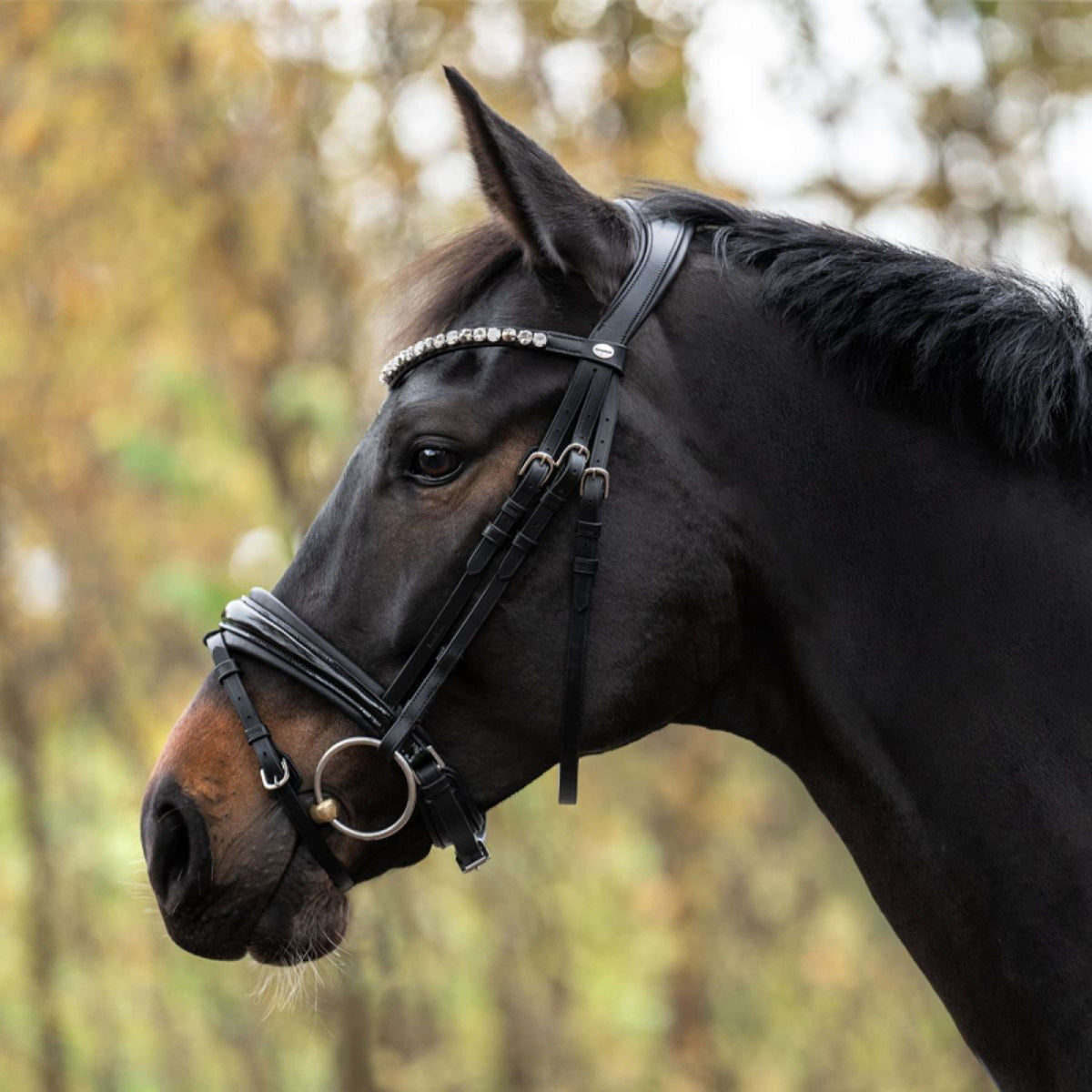 Kavalkade Zaum Zora Schwarz/Lack/Schwarz