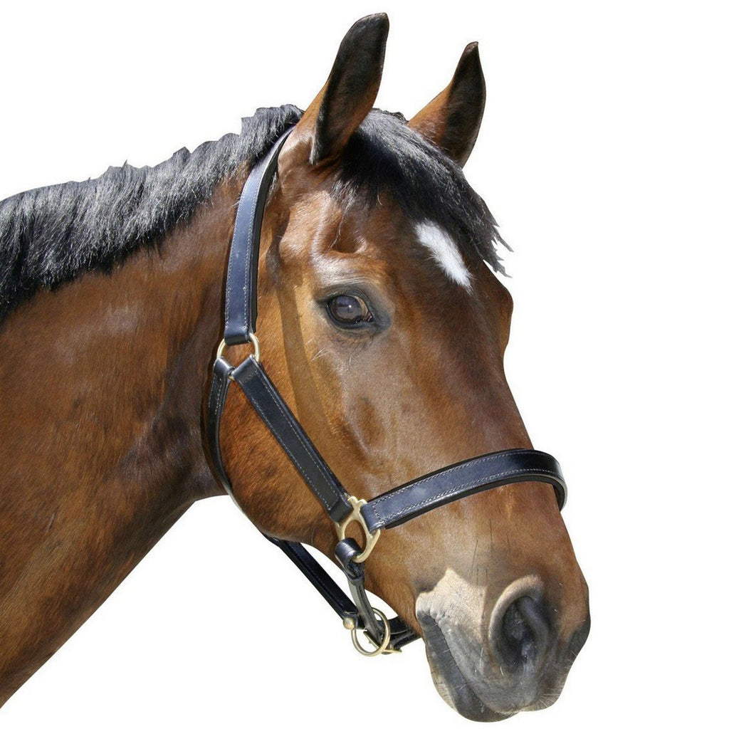 Covalliero Halfter Robustes Leder Schwarz