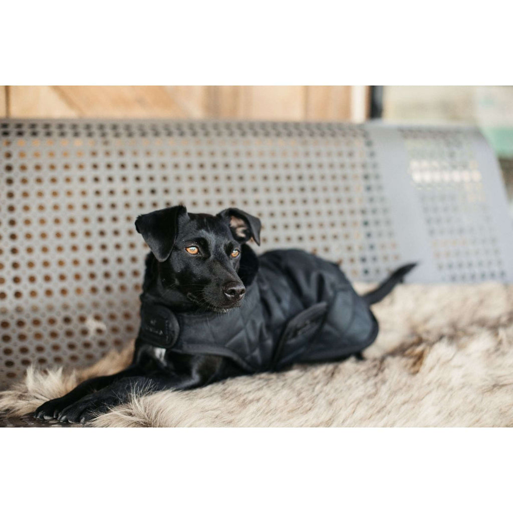 Kentucky Hundejacke Original Royal Schwarz