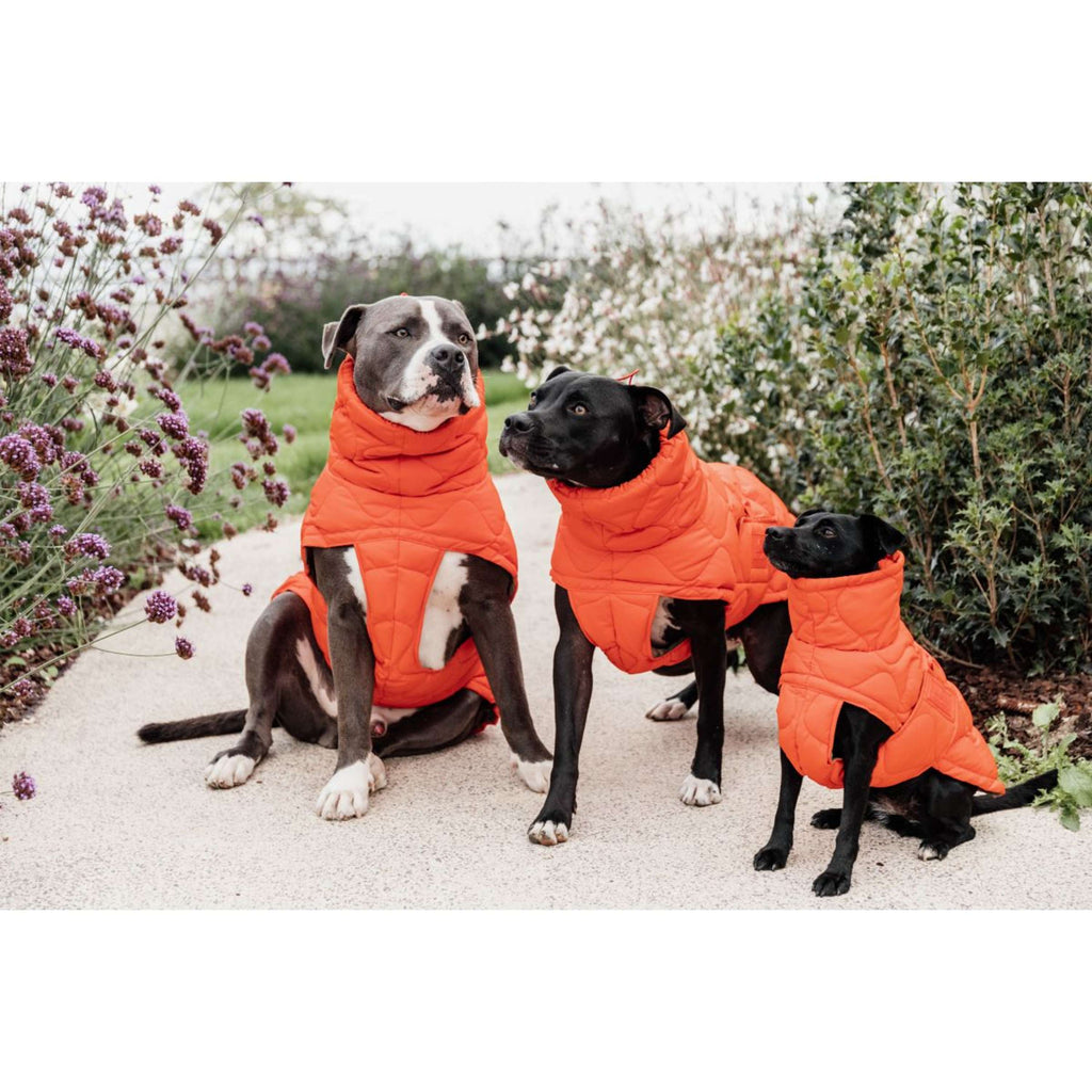 Kentucky Hundedecke Winter Pina 160g Orange